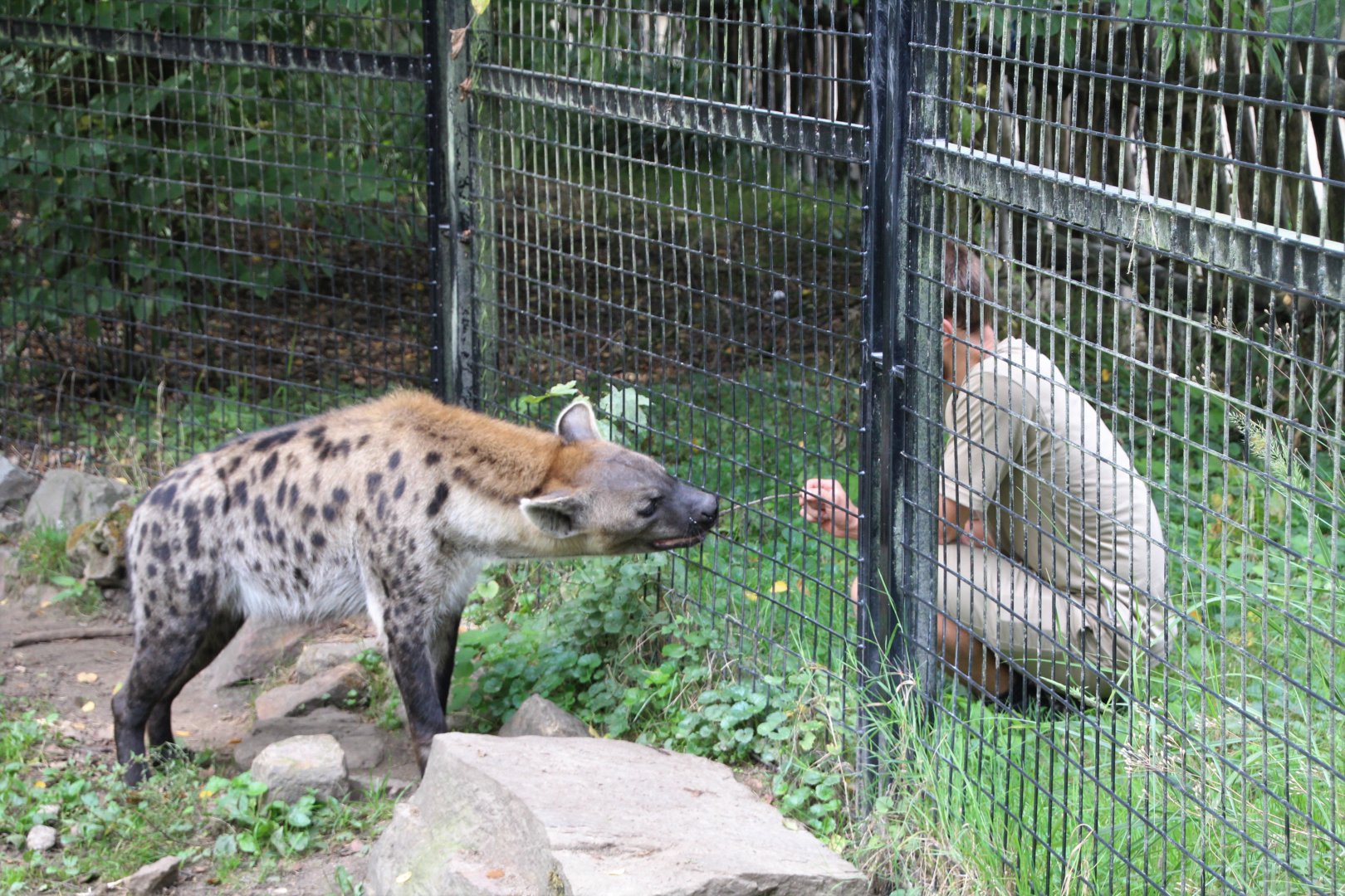 Spotted hyena with keeper - September 2018