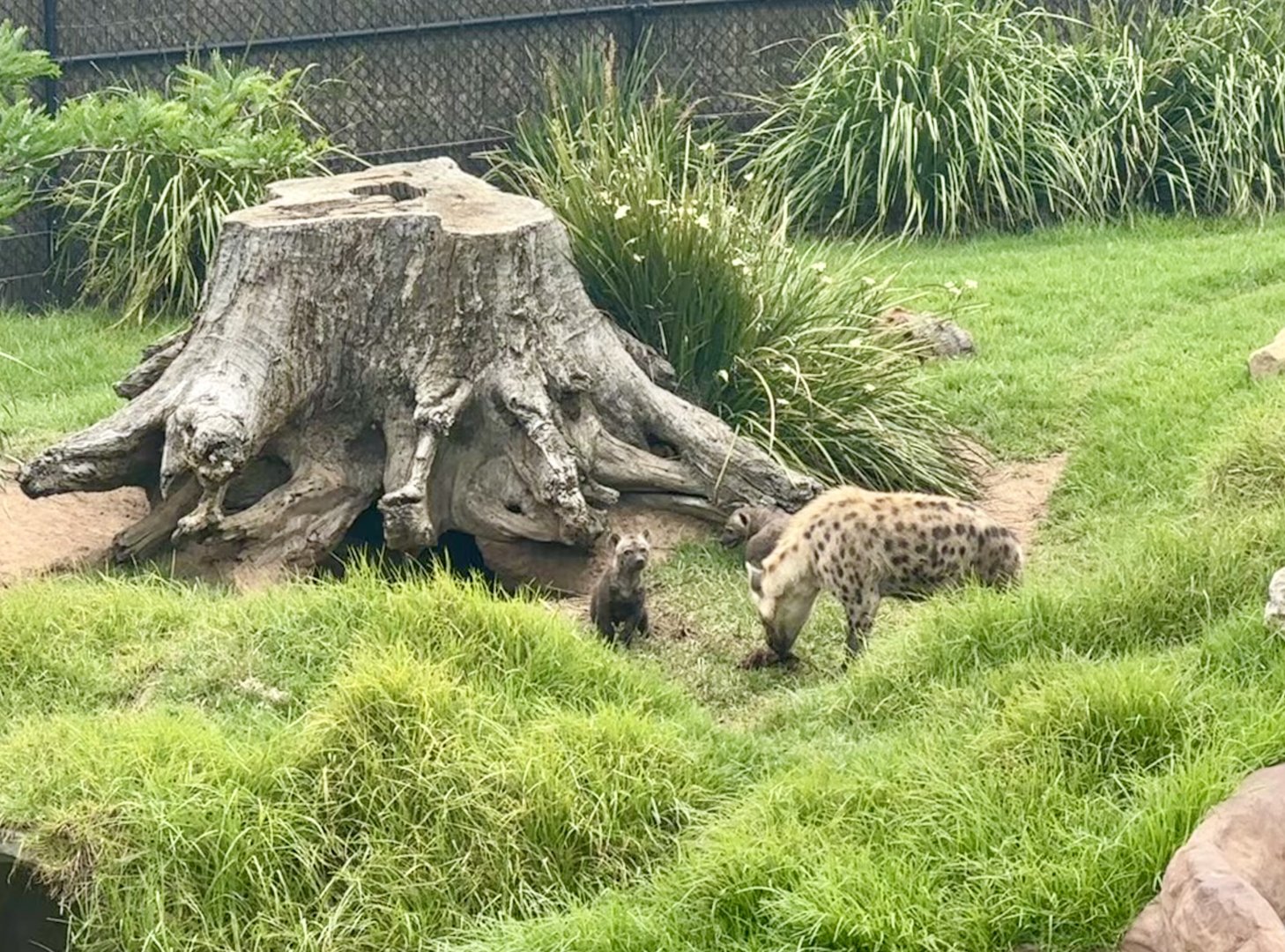 Spotted Hyena With Twins