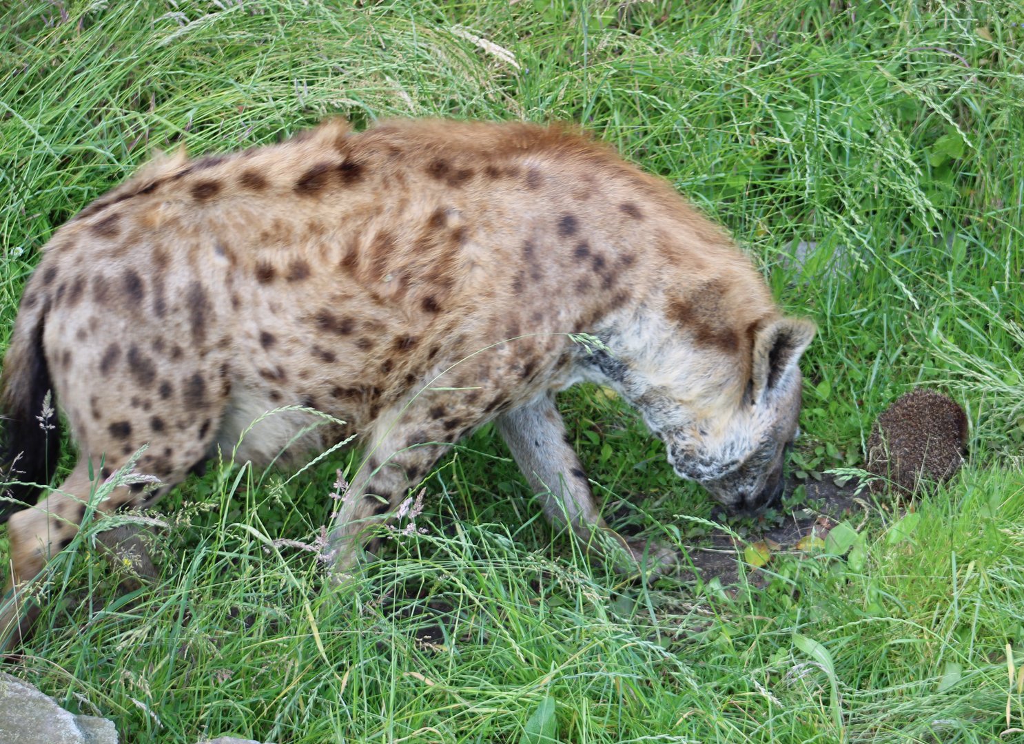 Spotted hyena with wild European hedgehog
