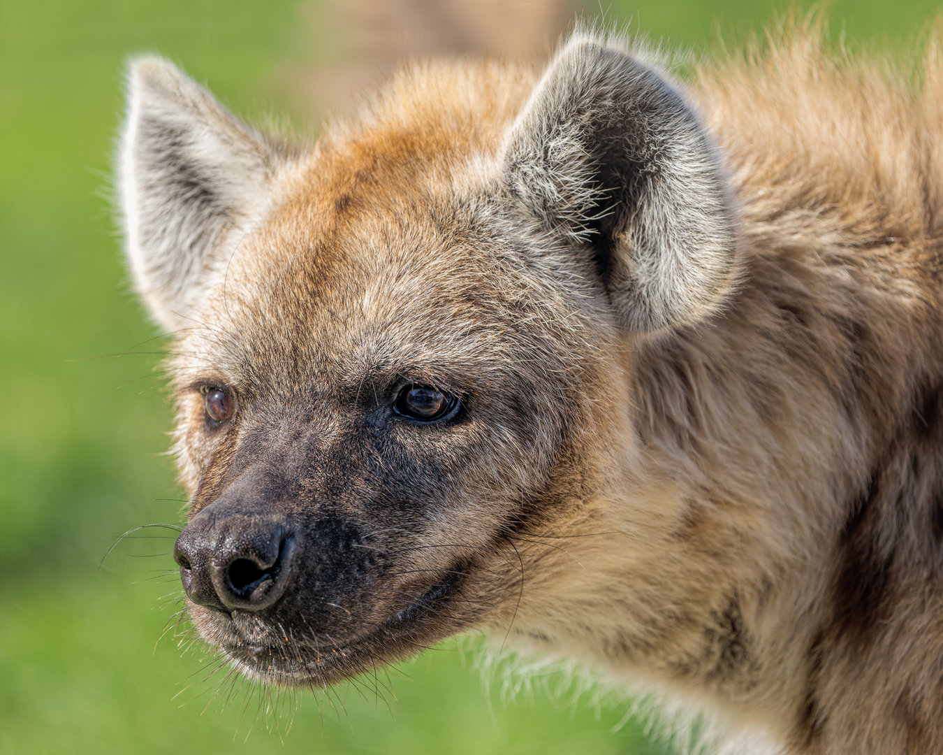 Spotted Hyena / Wolds Wildlife Park / 6-10-22
