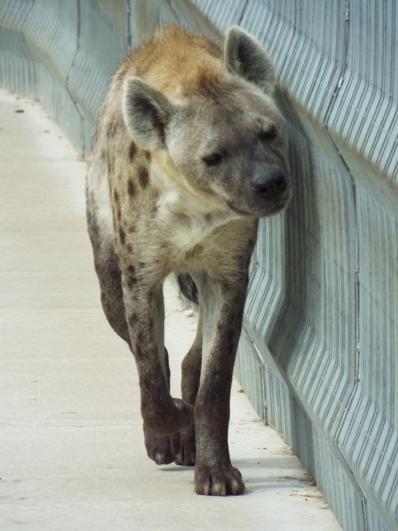 Spotted Hyena, Wolds