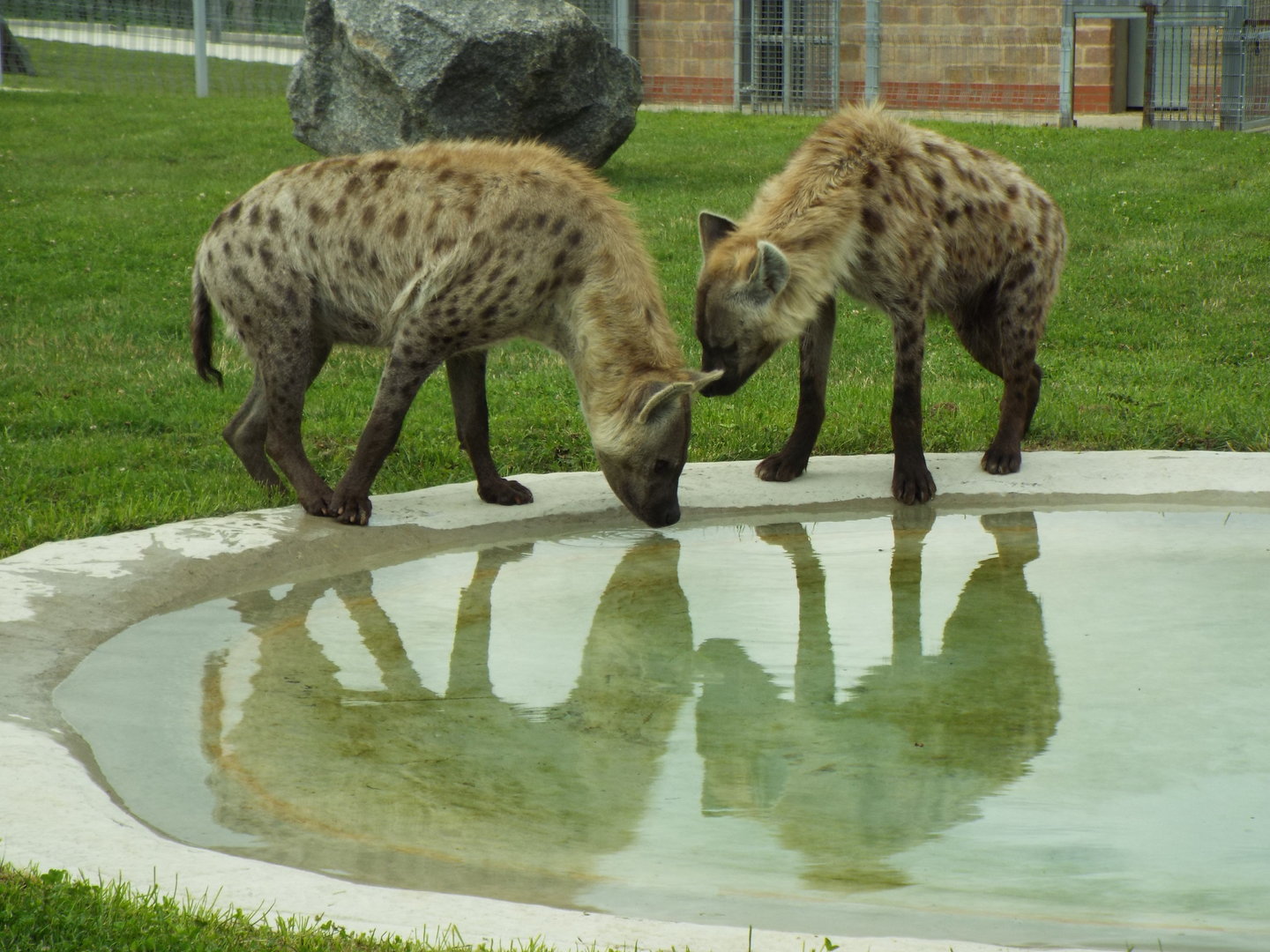 Spotted Hyena, Wolds