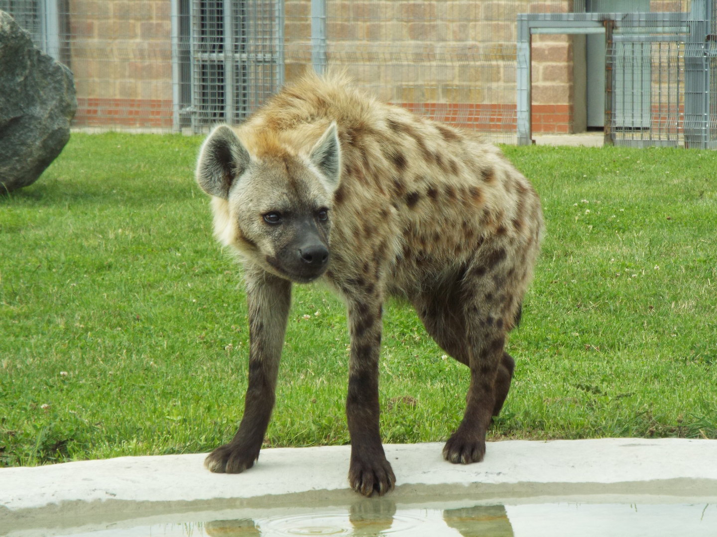 Spotted Hyena, Wolds