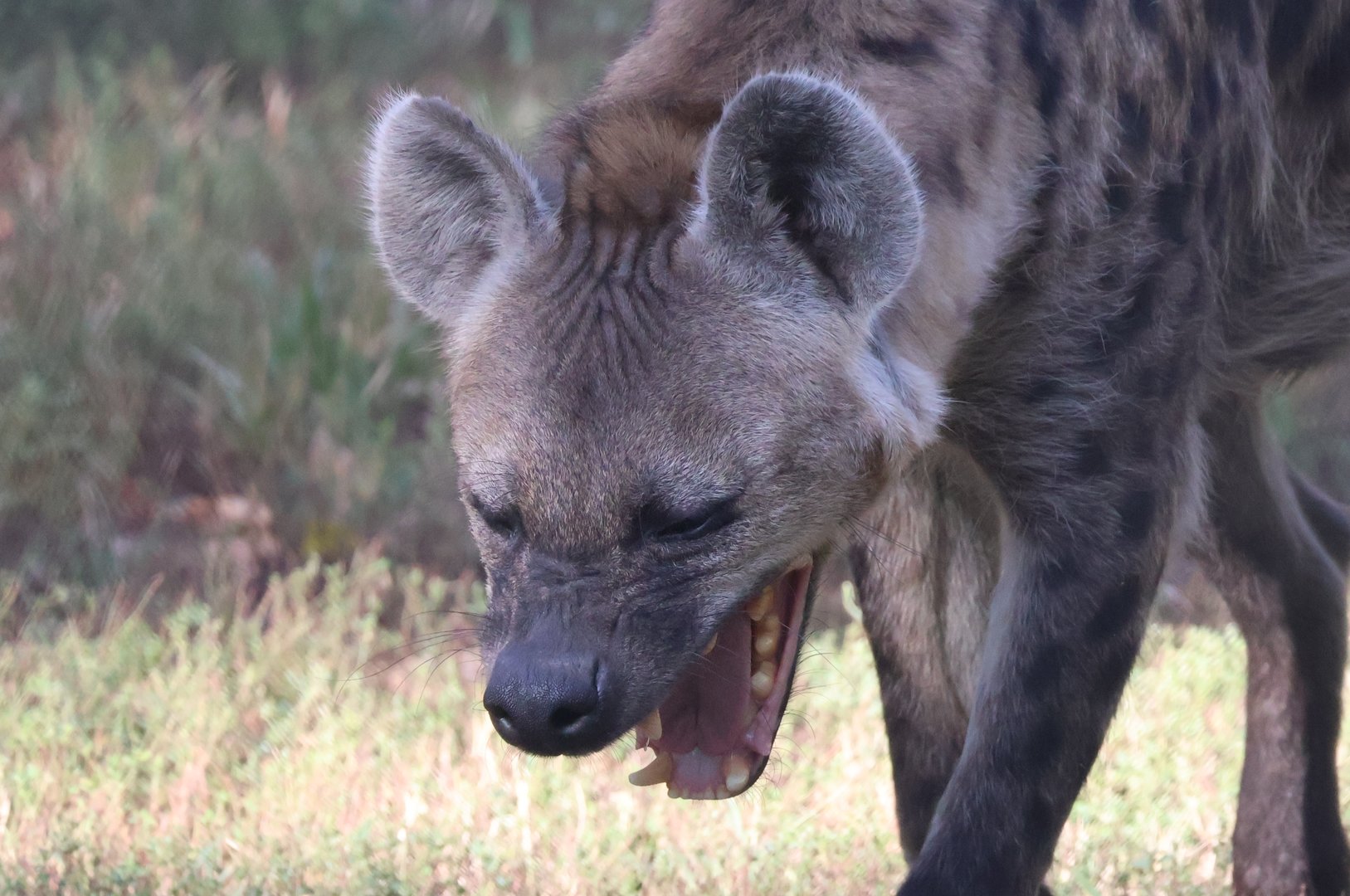Spotted Hyena Yawning