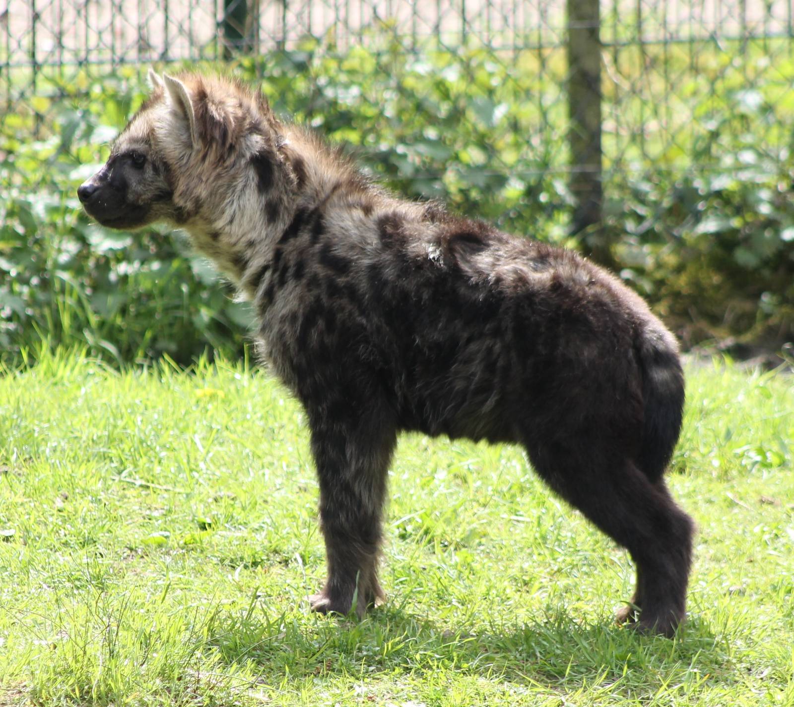 Spotted hyena young