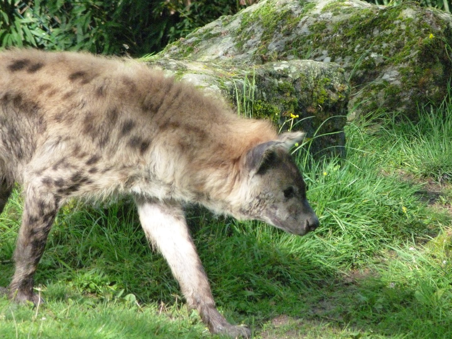 Spotted hyena -ZooParc de Beauval (2025)