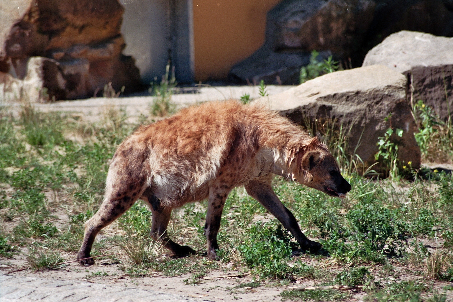 Spotted Hyena