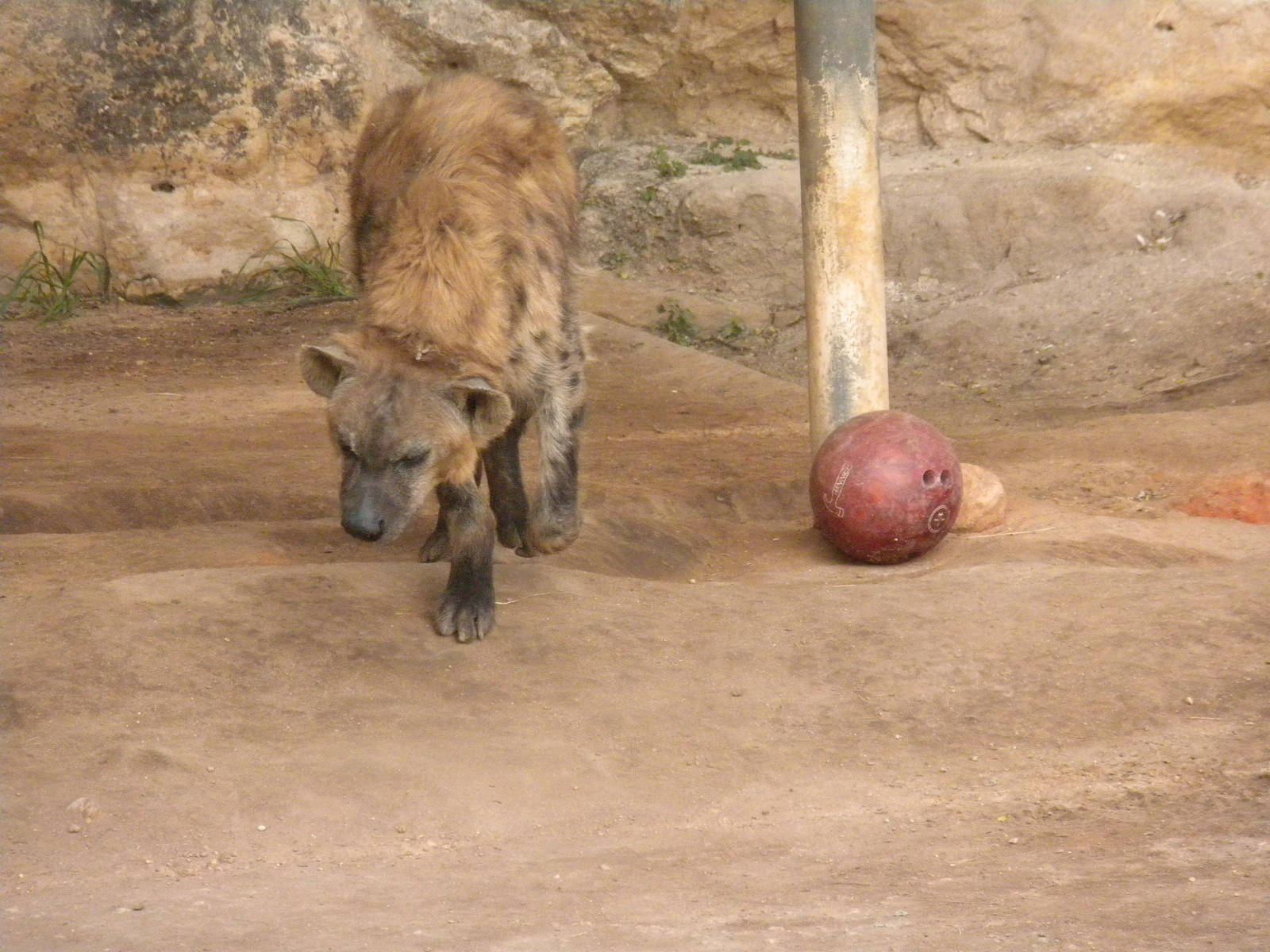 Spotted Hyena