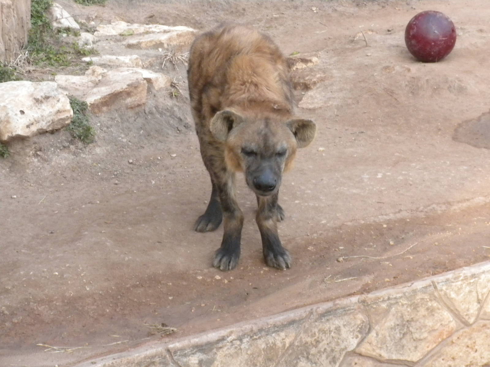 Spotted Hyena