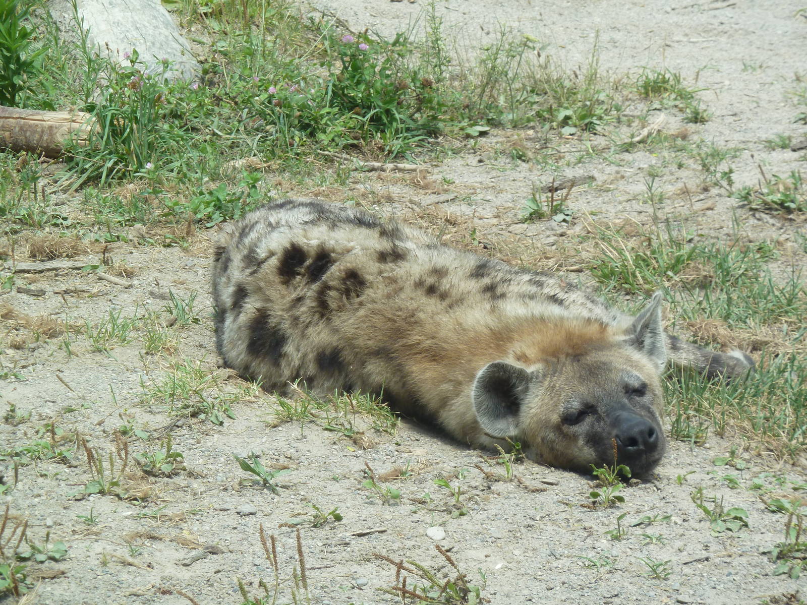 Spotted Hyena