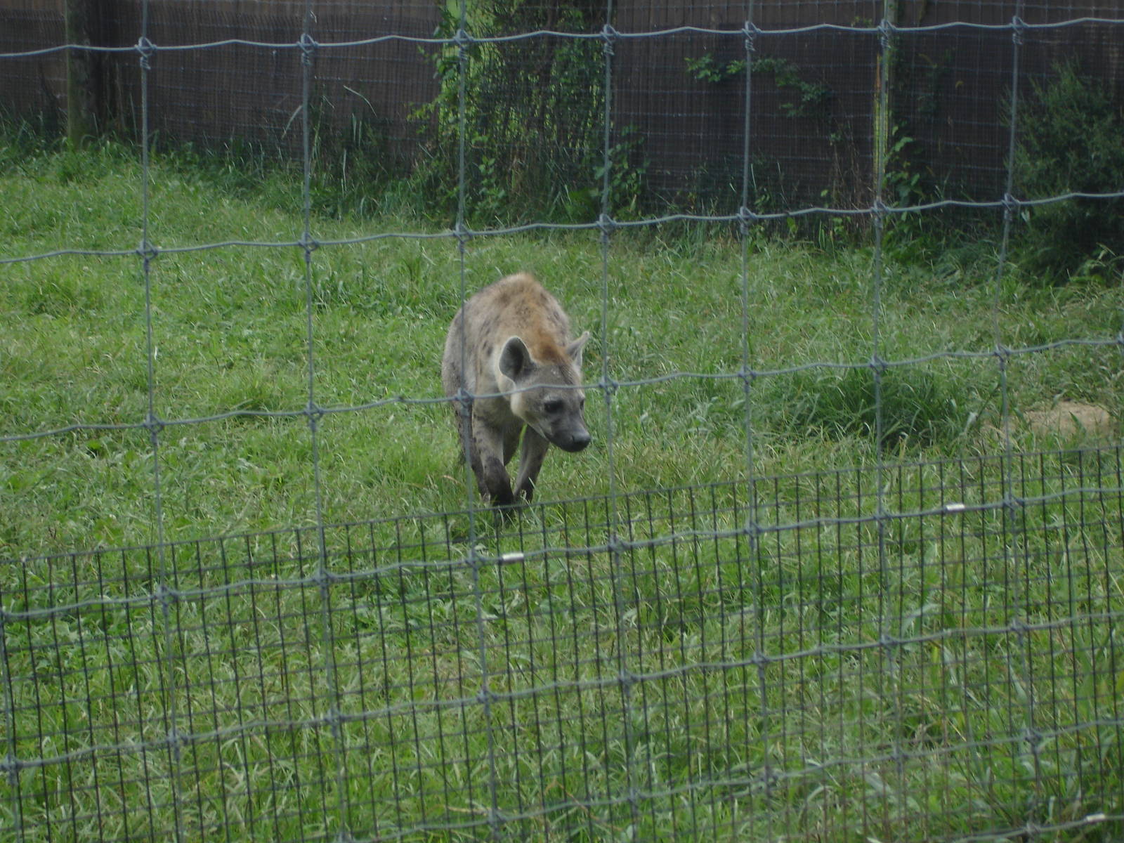 Spotted Hyena