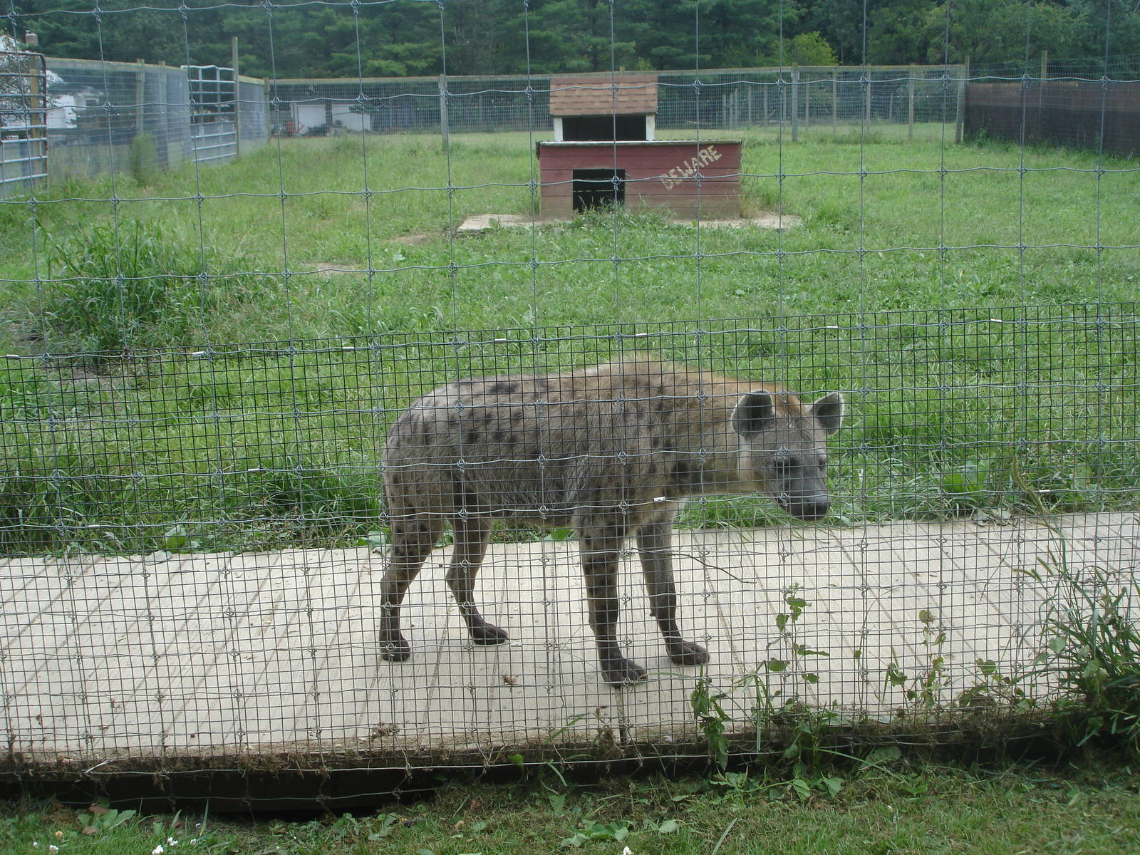 Spotted Hyena
