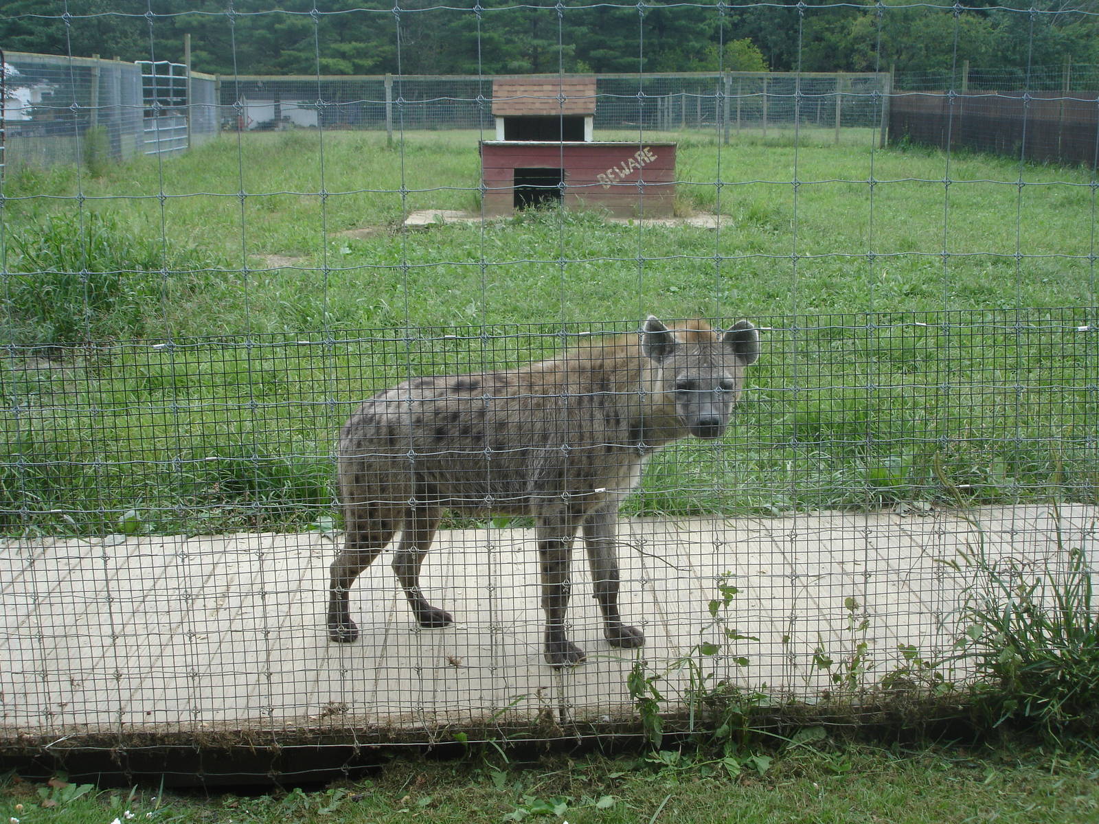 Spotted Hyena