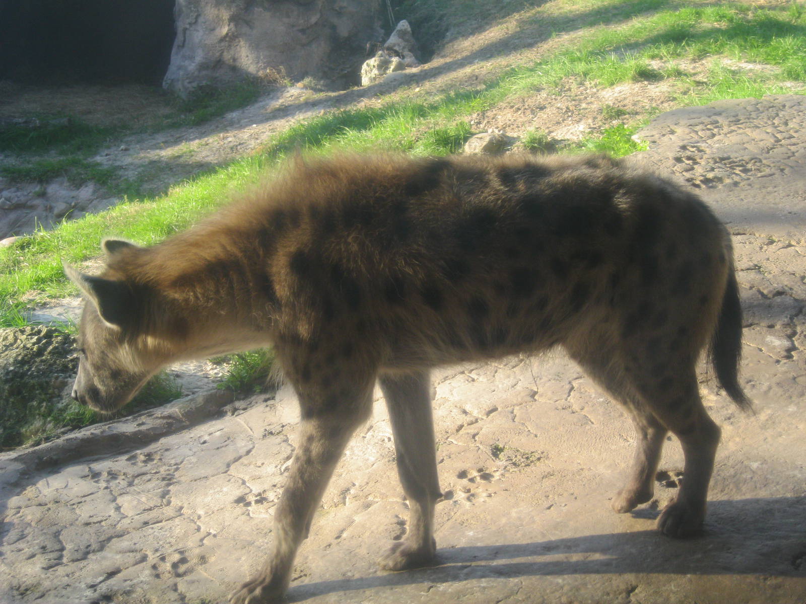Spotted Hyena