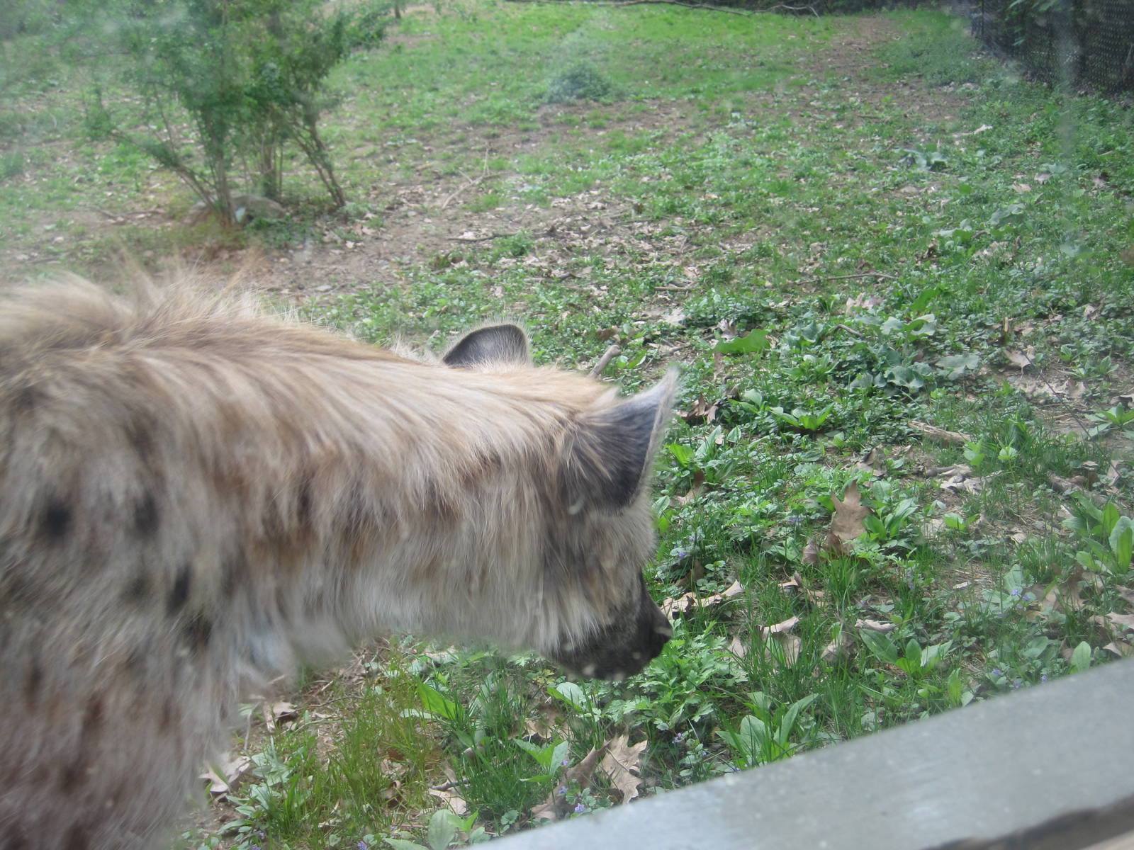 Spotted Hyena
