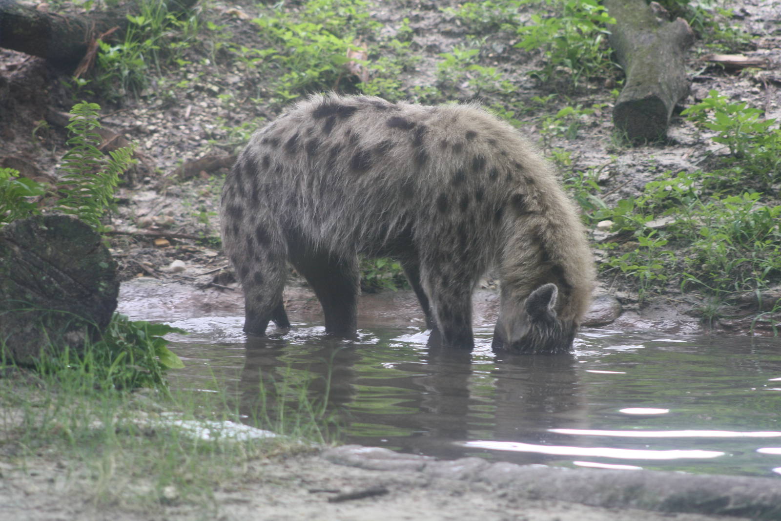 Spotted Hyena