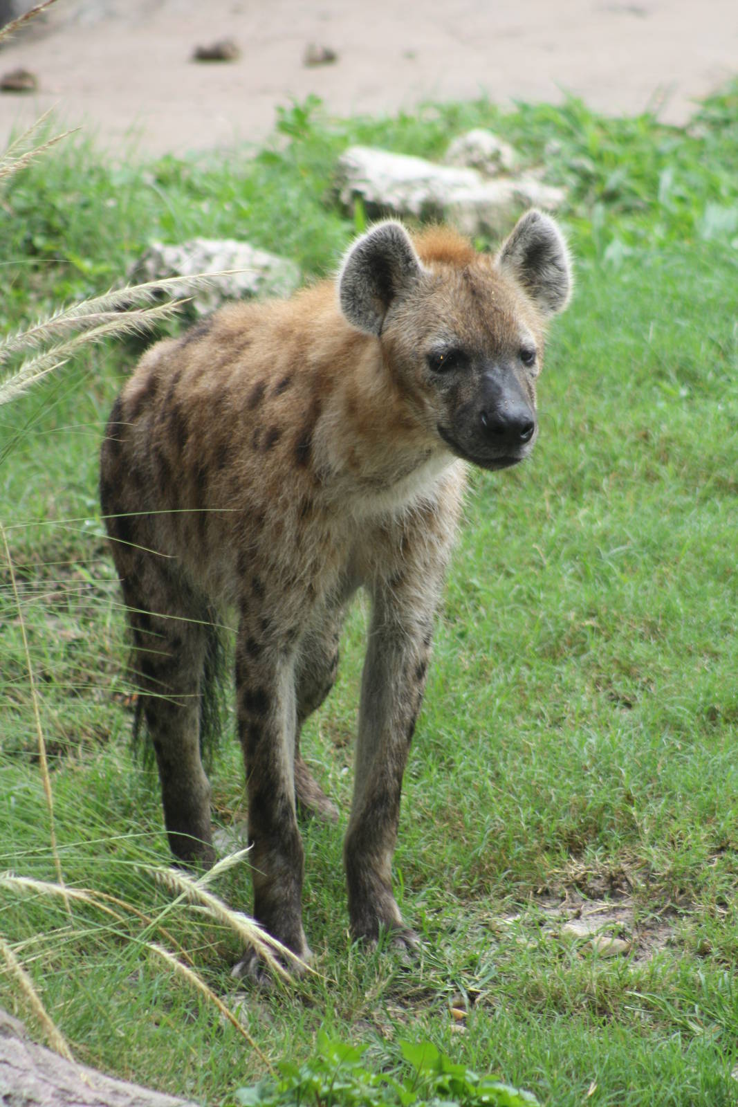 Spotted Hyena