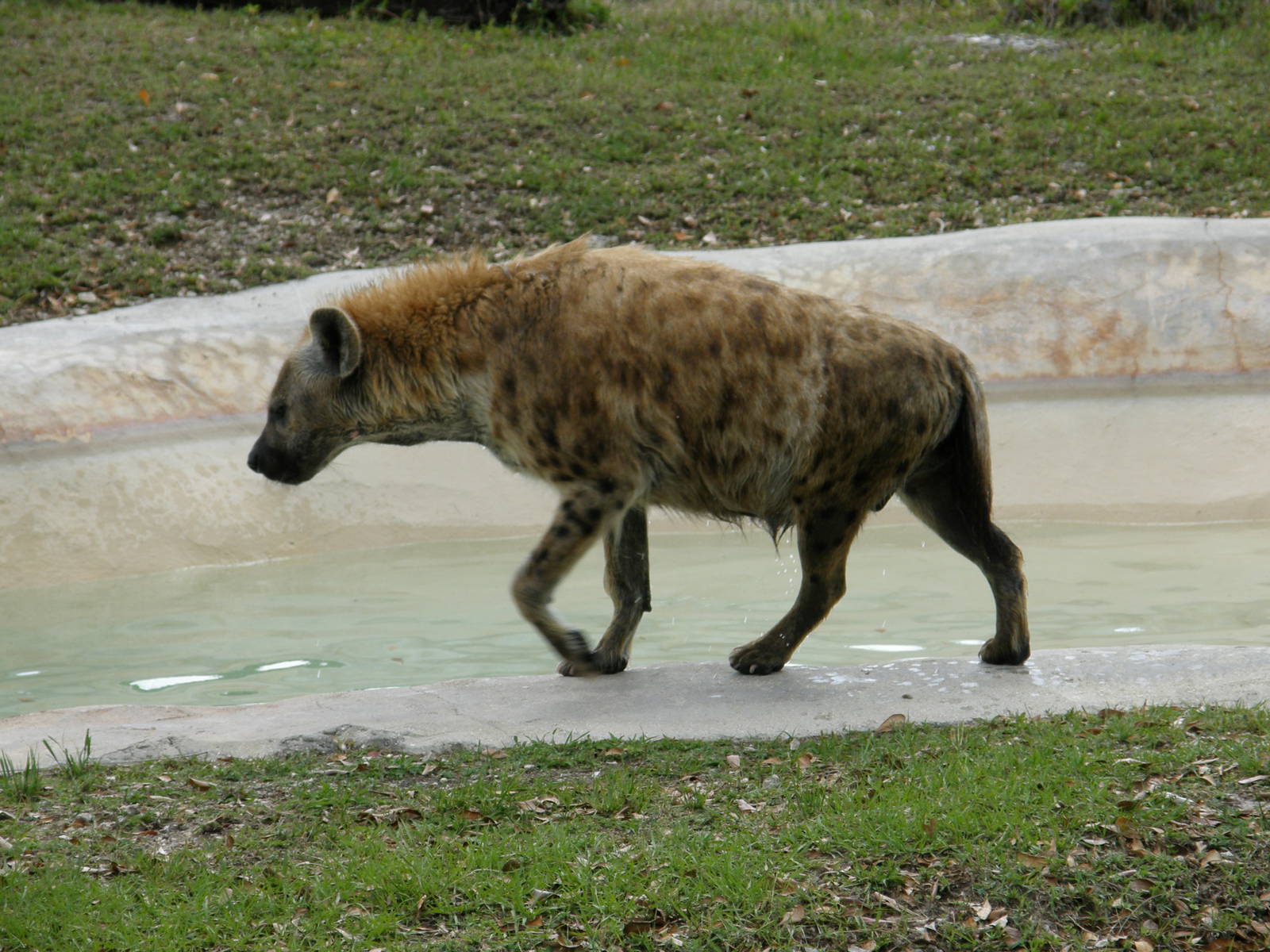 spotted hyena