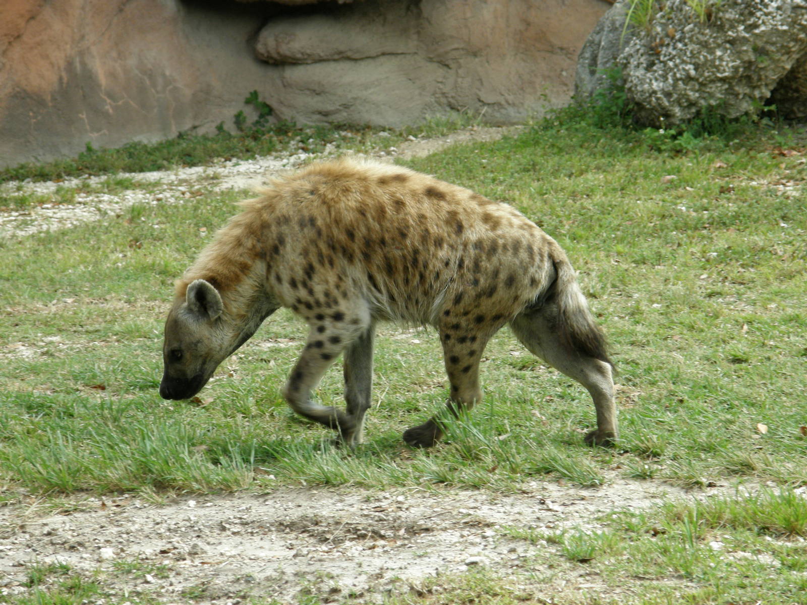 spotted hyena
