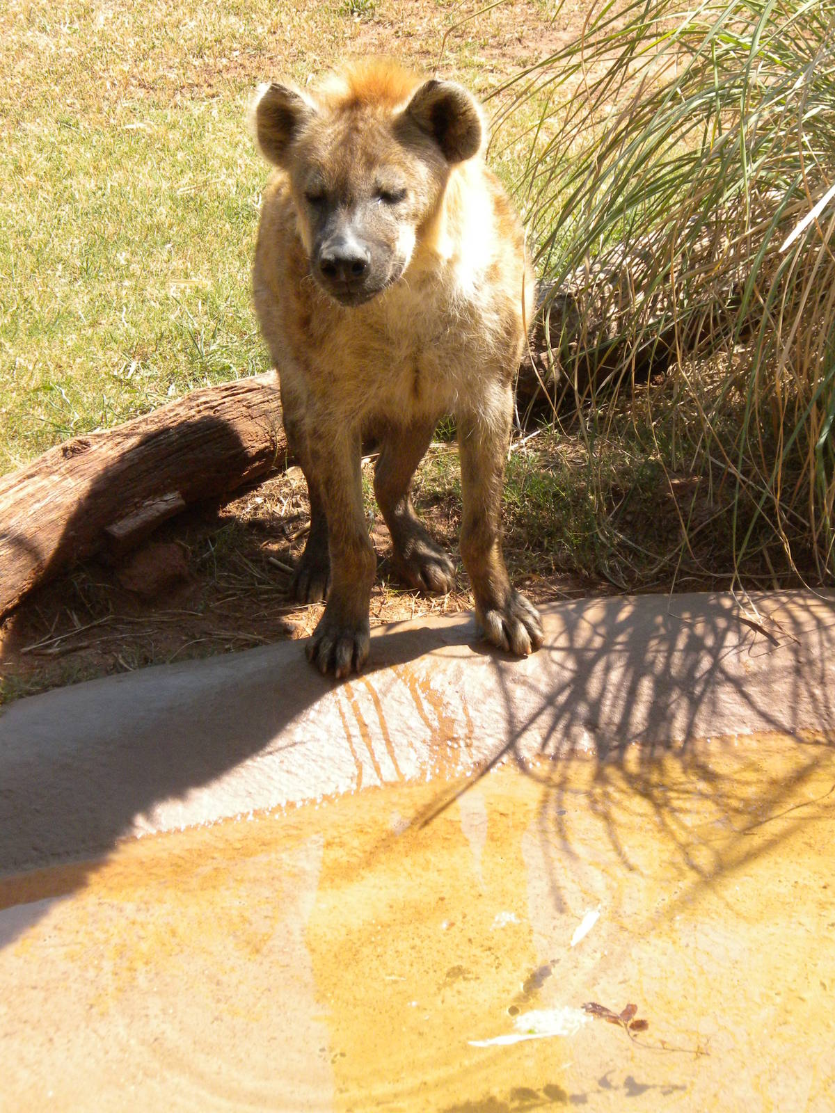 Spotted hyena