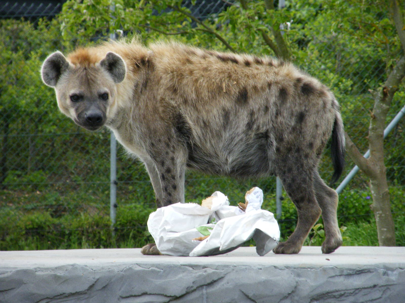 Spotted Hyena