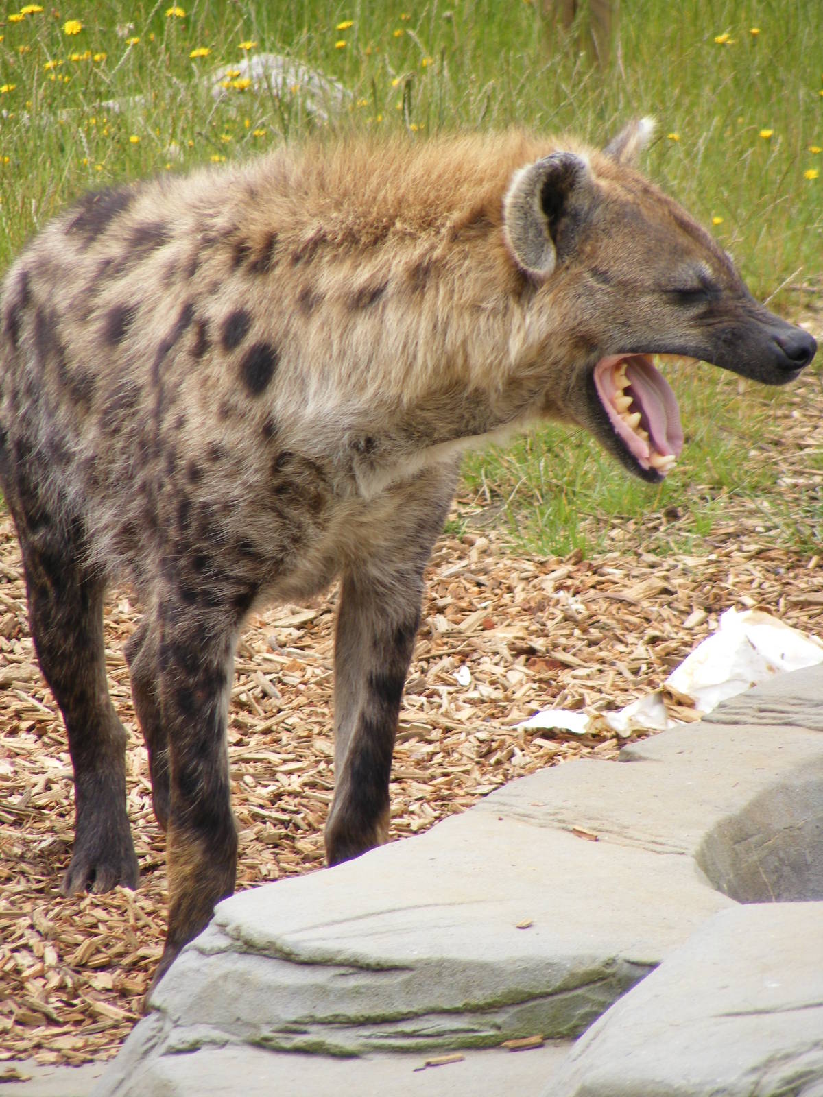 Spotted hyena