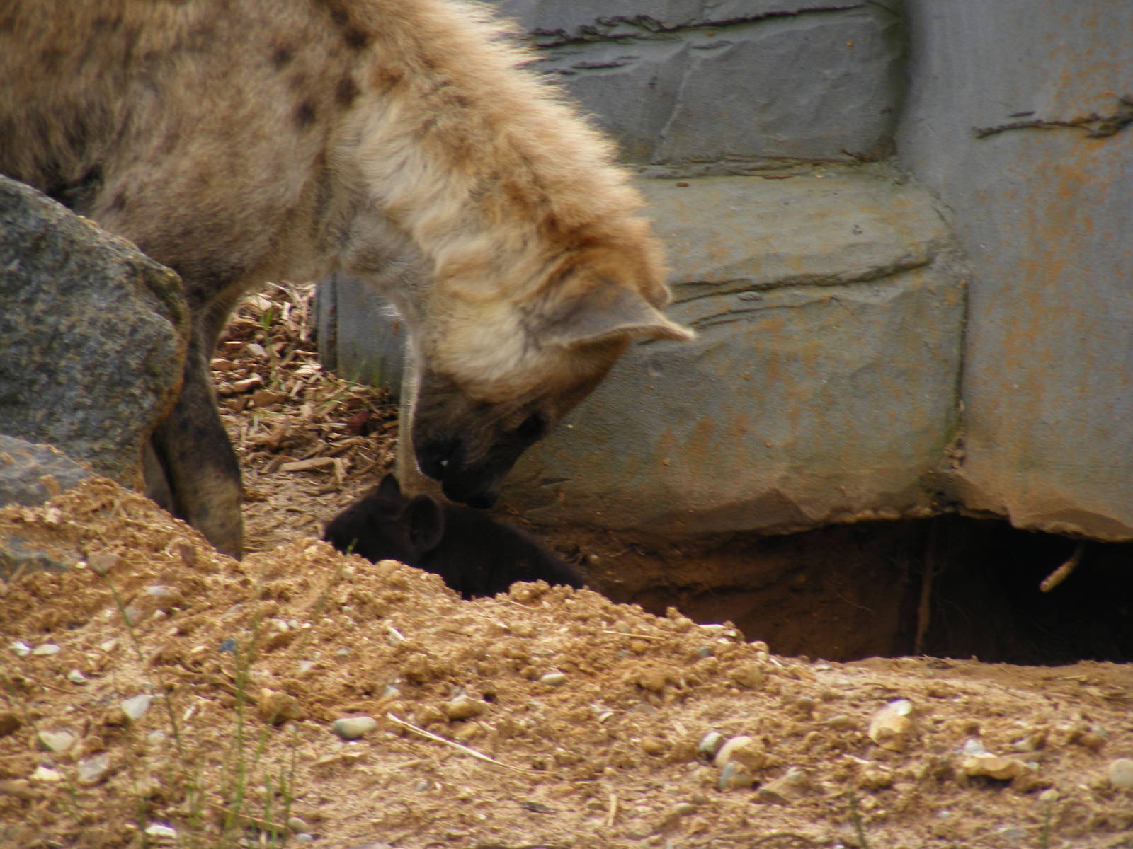 Spotted hyena