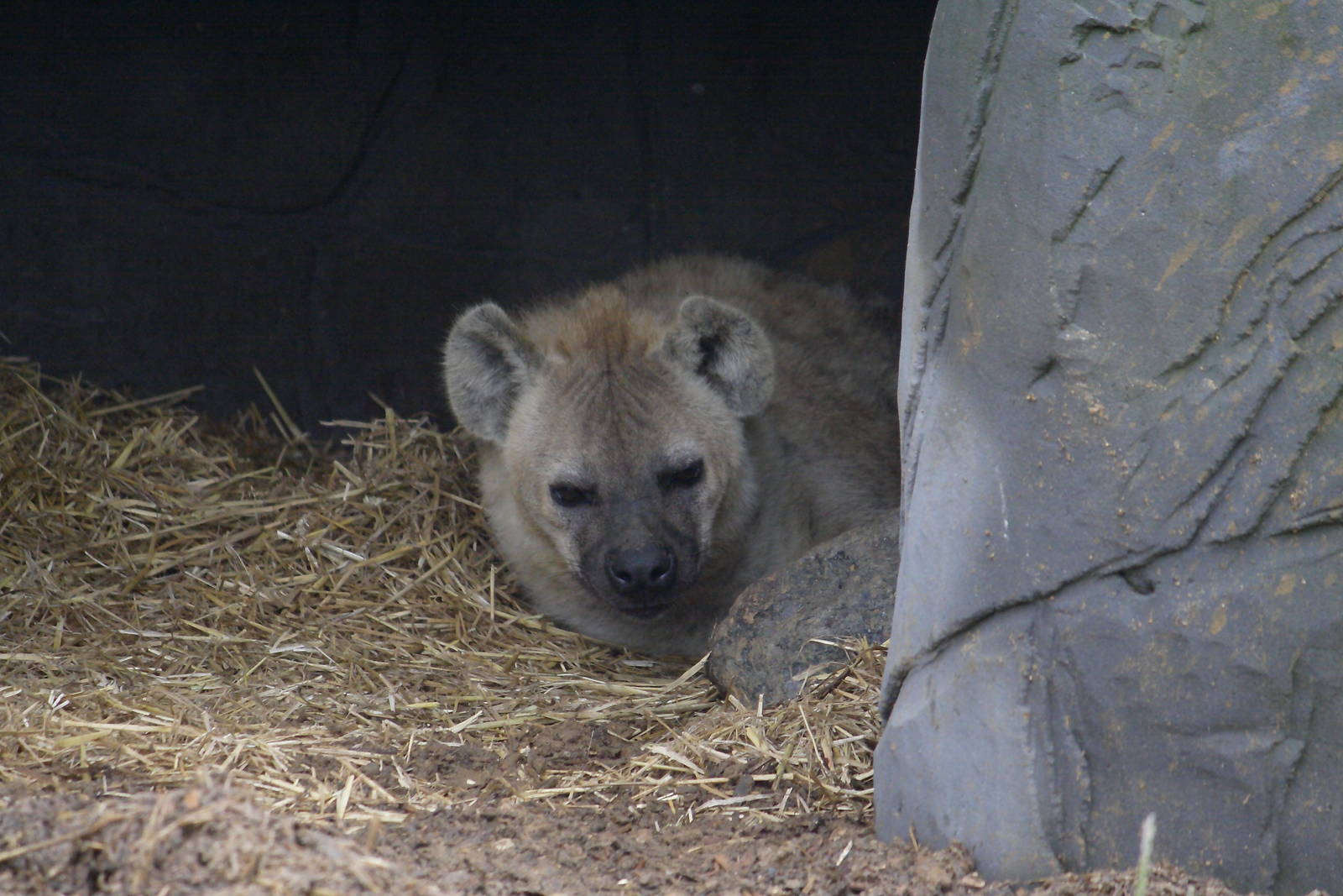 Spotted hyena