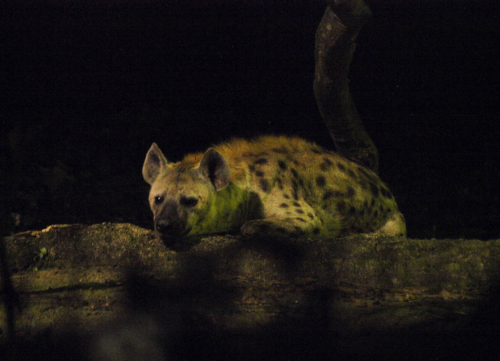 Spotted hyena