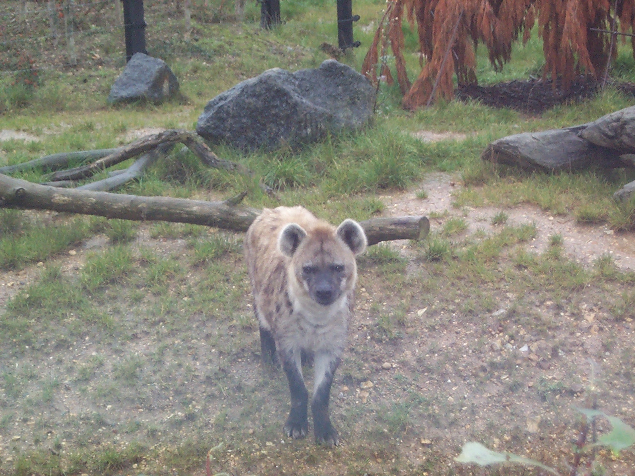 spotted hyena