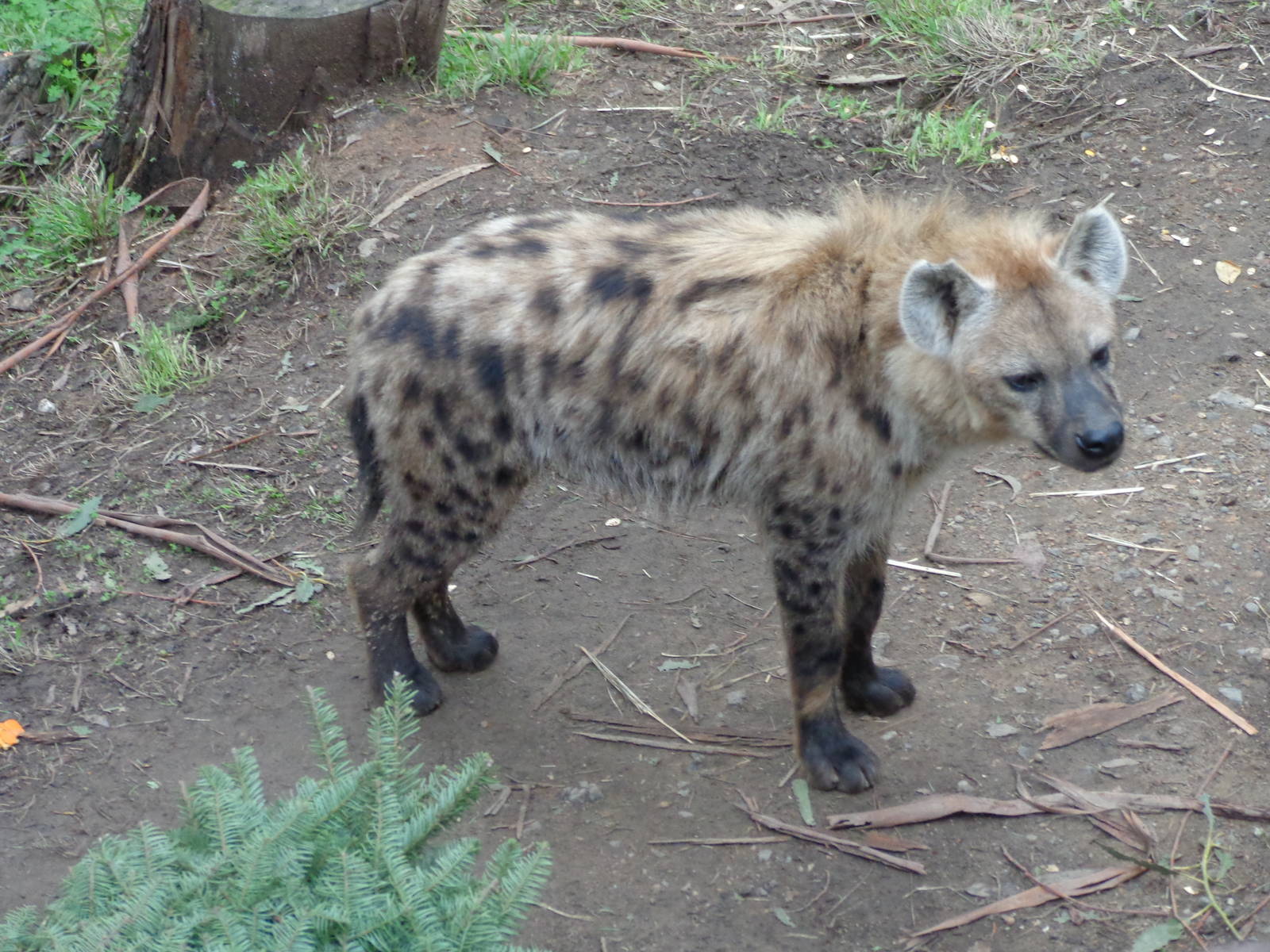 Spotted Hyena