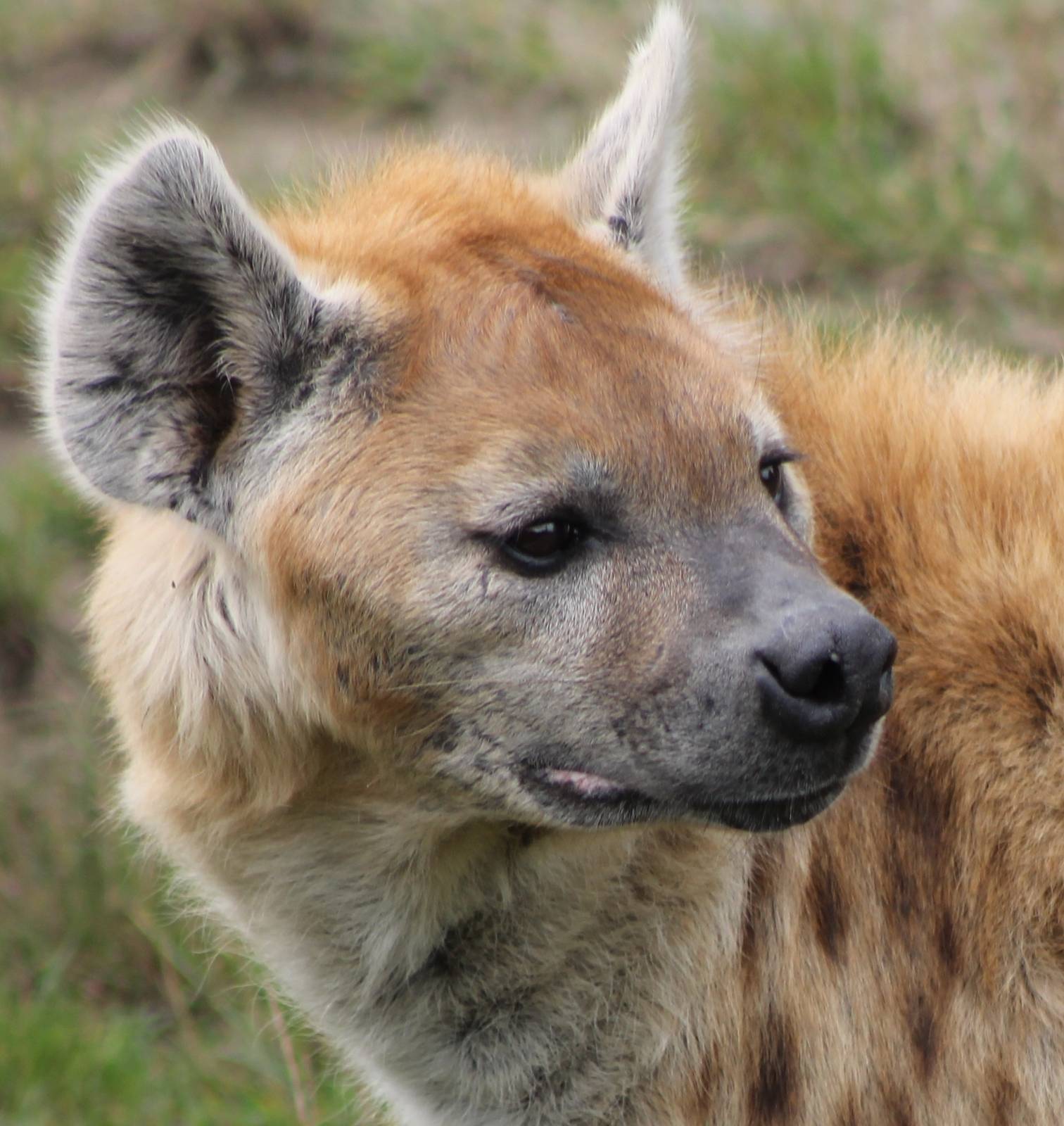 spotted hyena