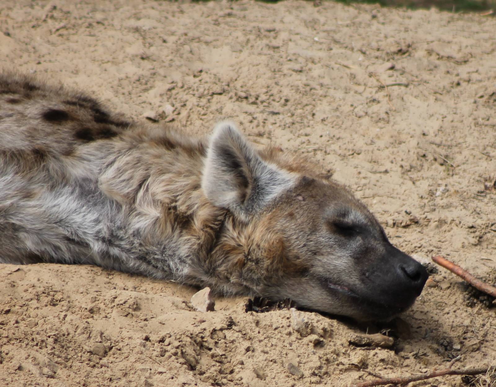 Spotted hyena