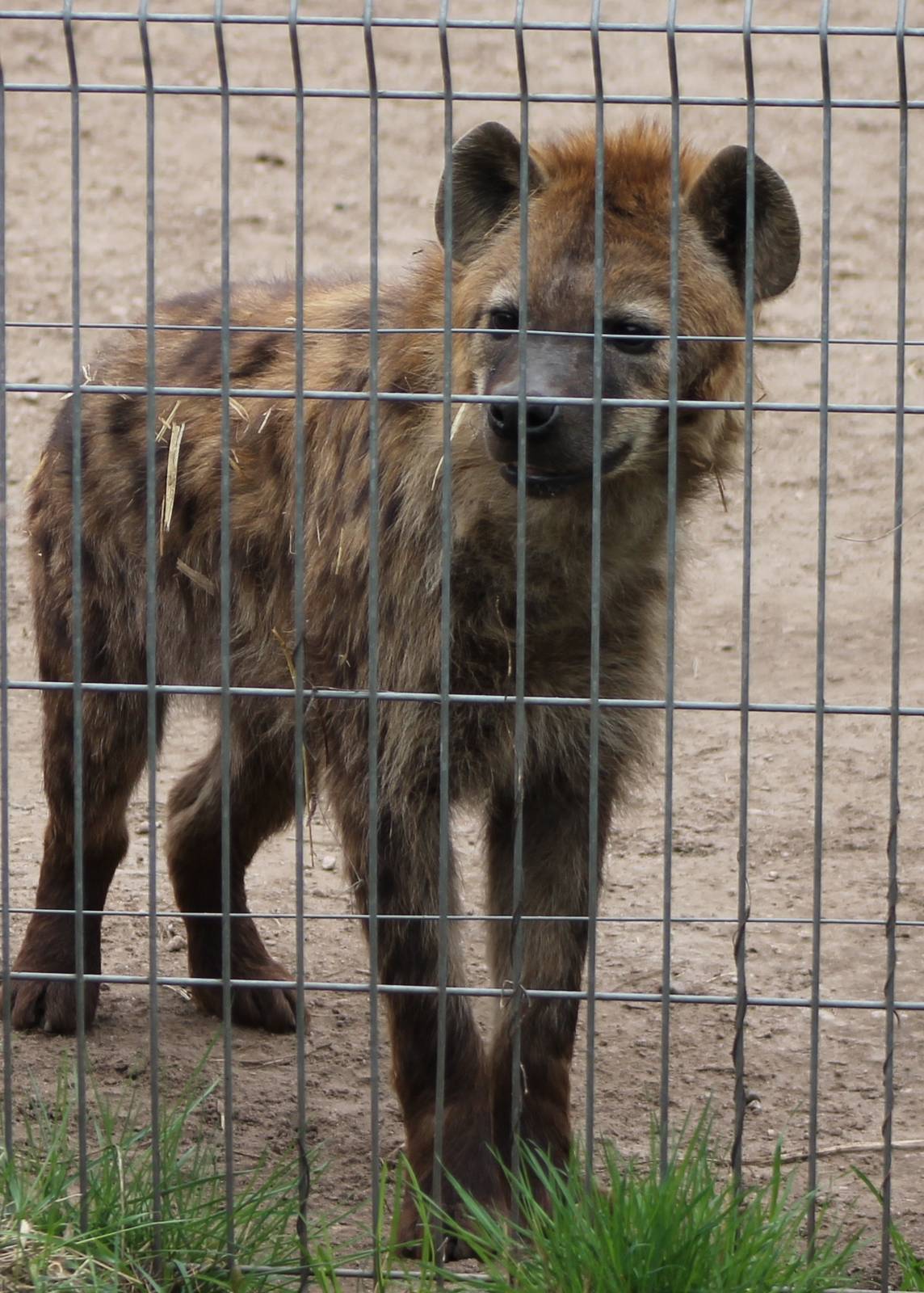 Spotted hyena