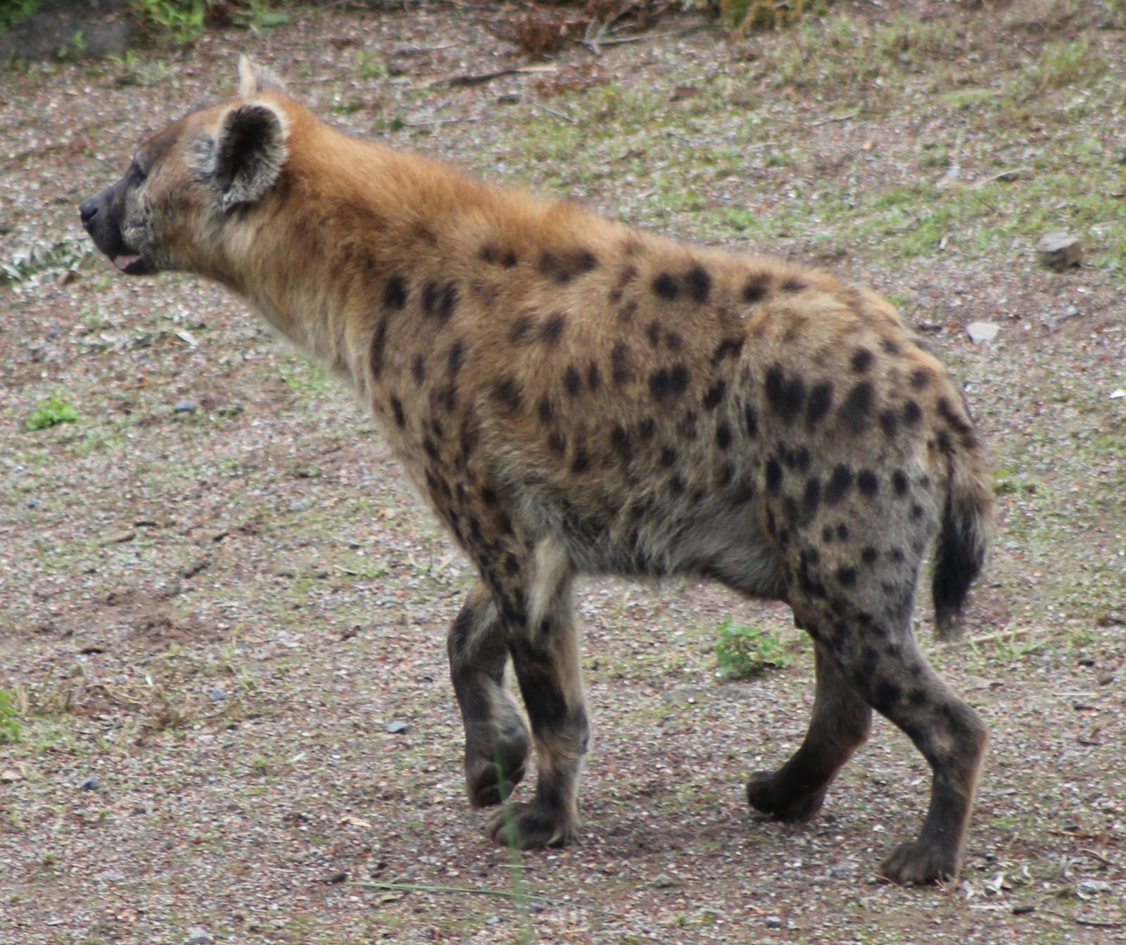 Spotted hyena