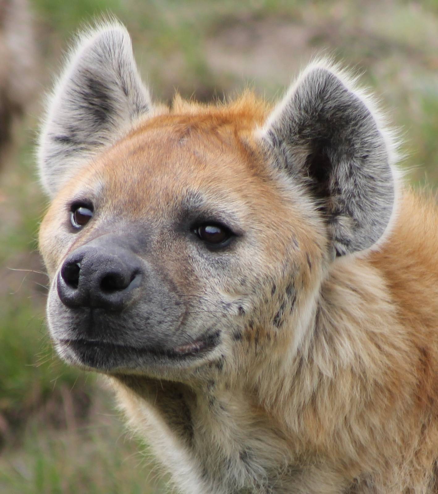 Spotted hyena