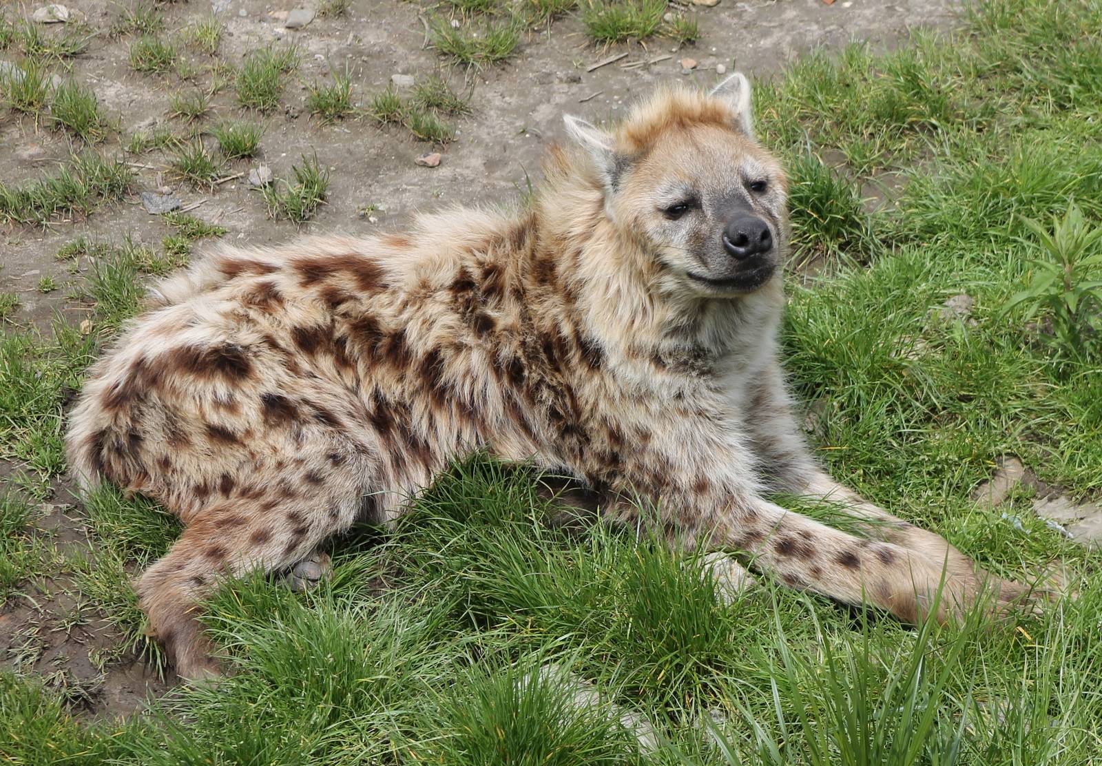 Spotted hyena