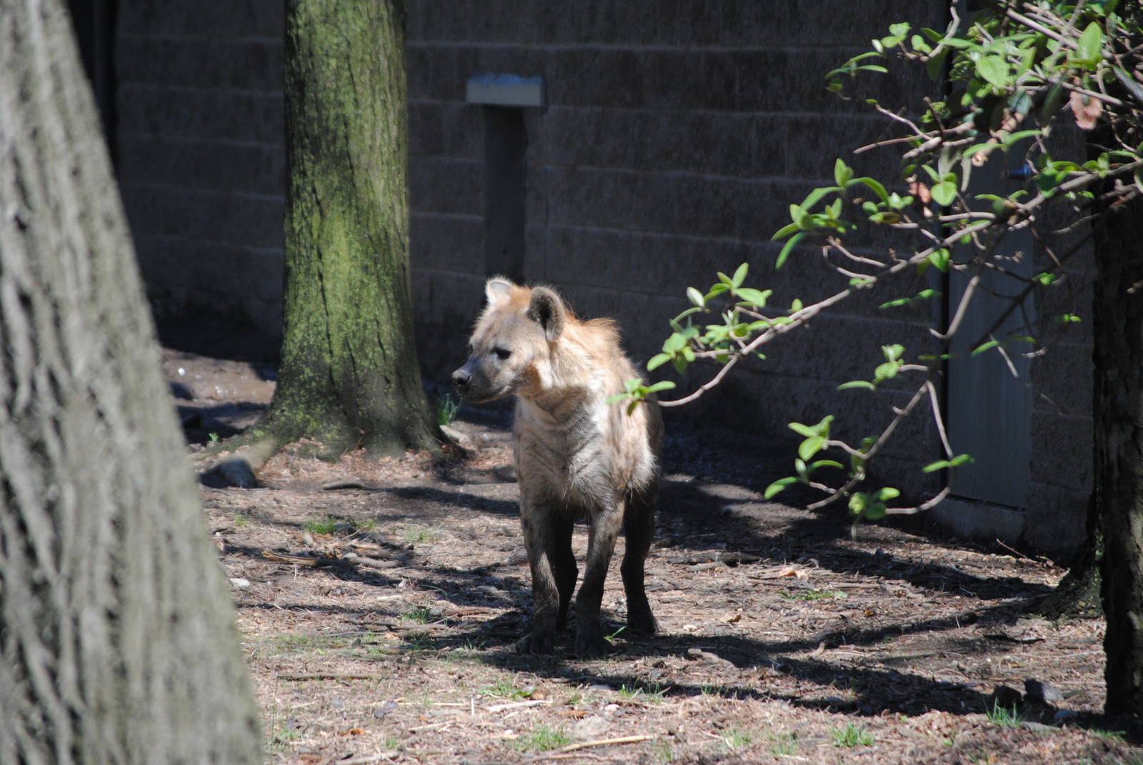 Spotted Hyena