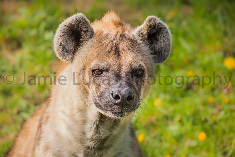 Spotted Hyena
