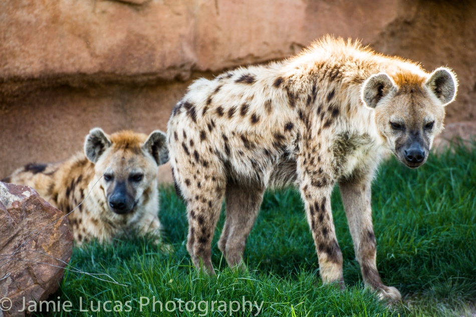 Spotted Hyena