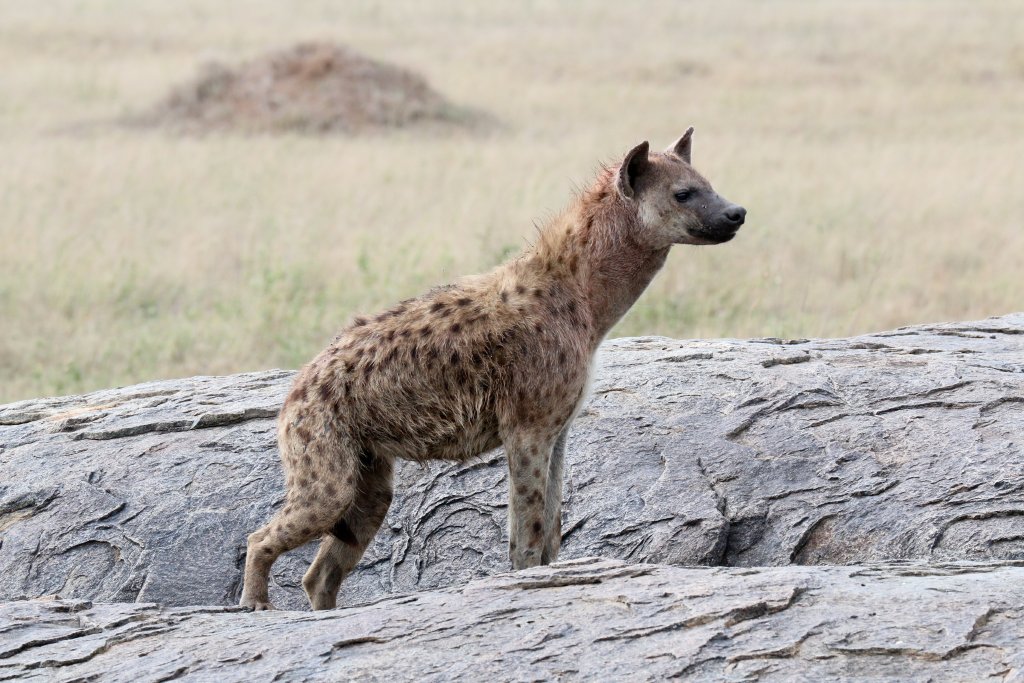 Spotted Hyena