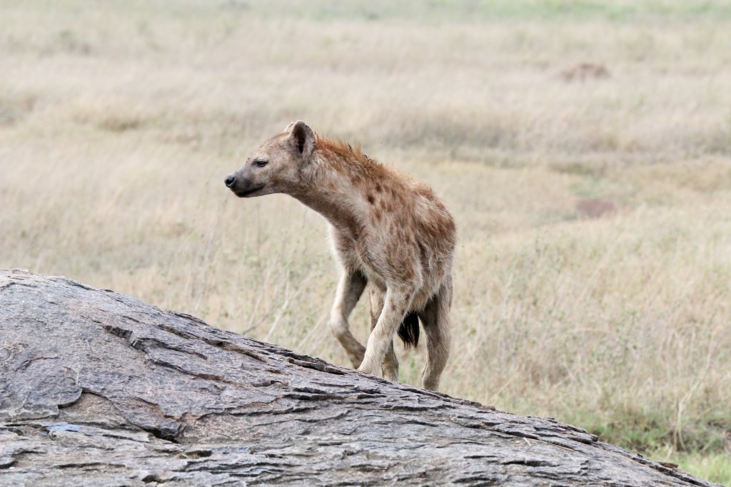 Spotted Hyena
