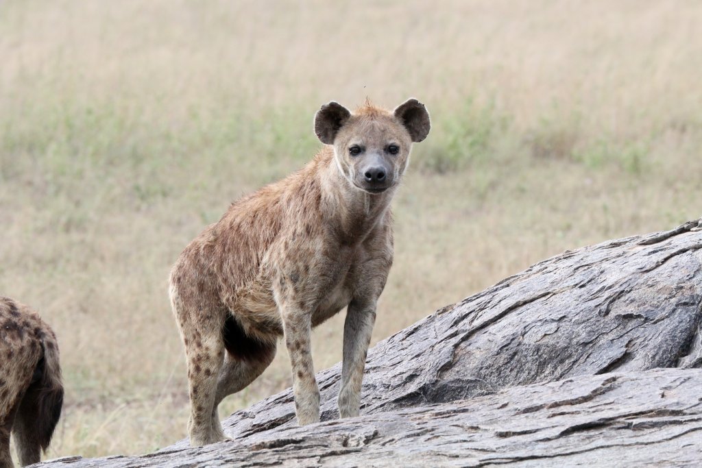 Spotted Hyena