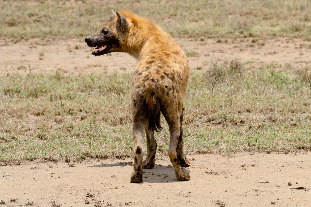 Spotted Hyena