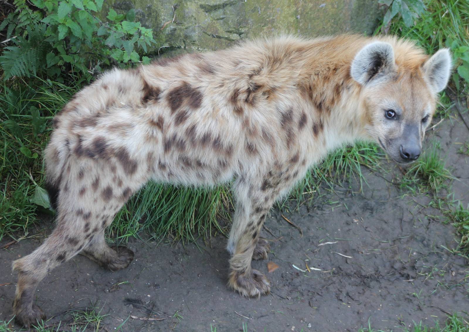 Spotted hyena