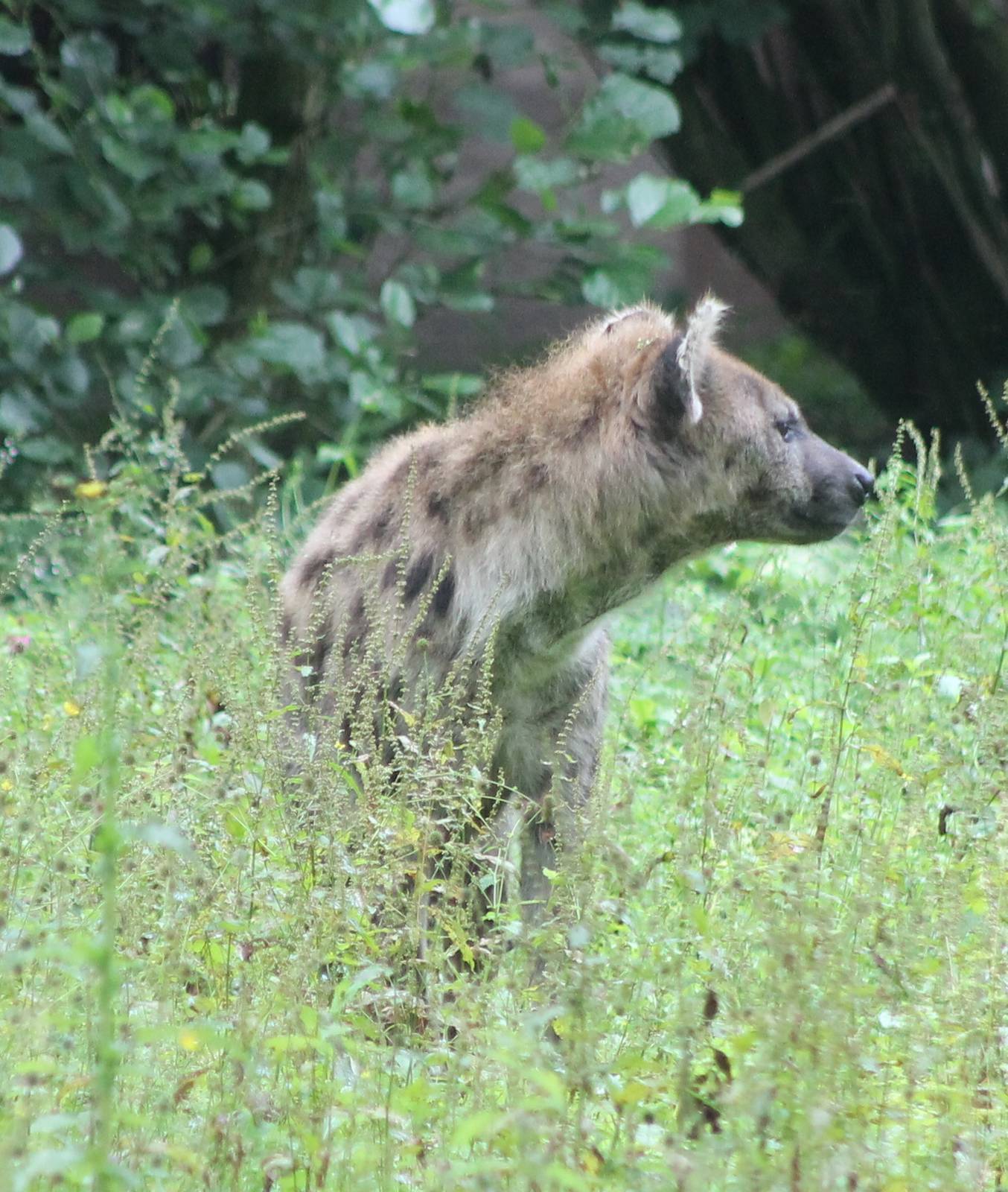 Spotted hyena