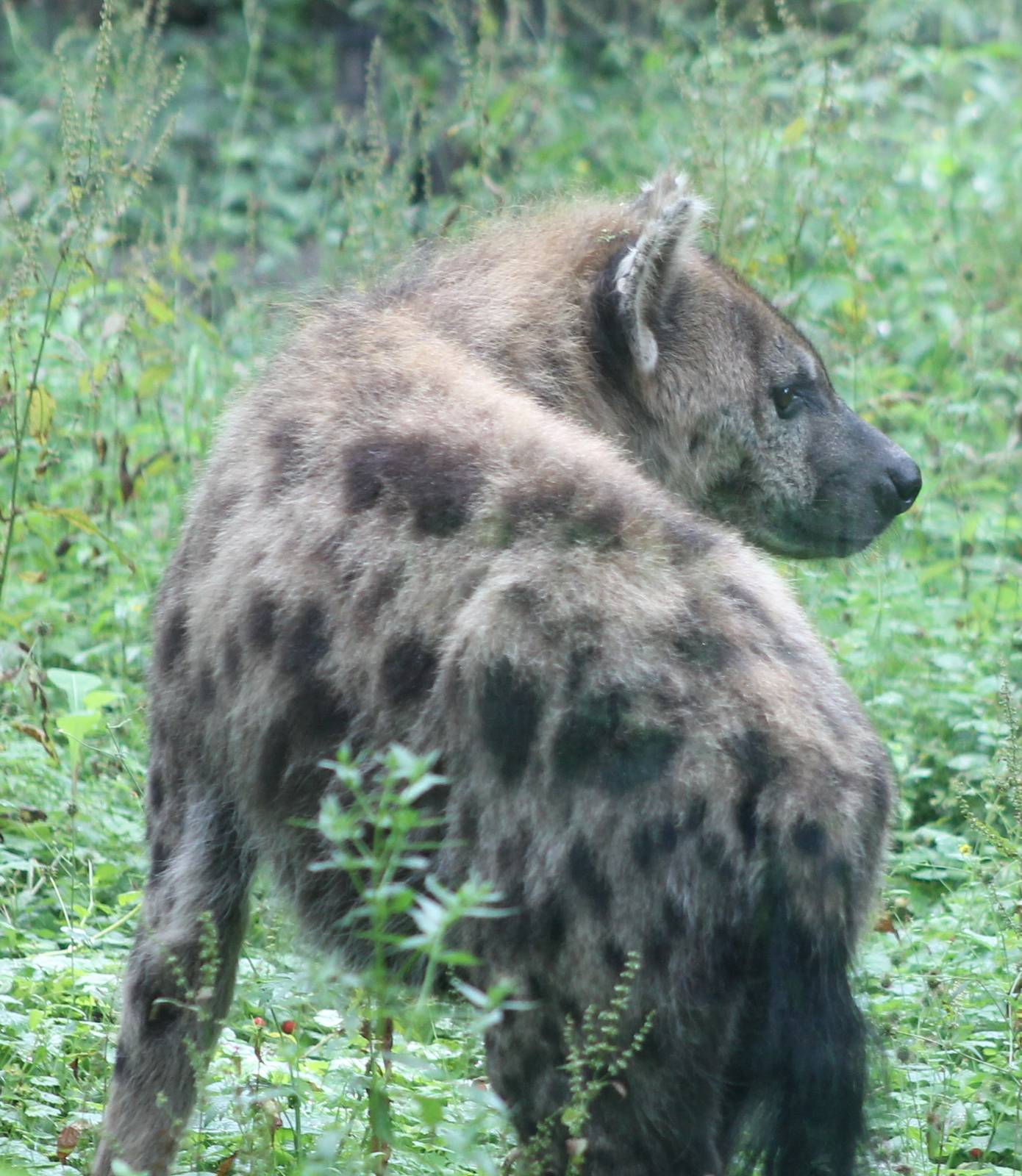 Spotted hyena