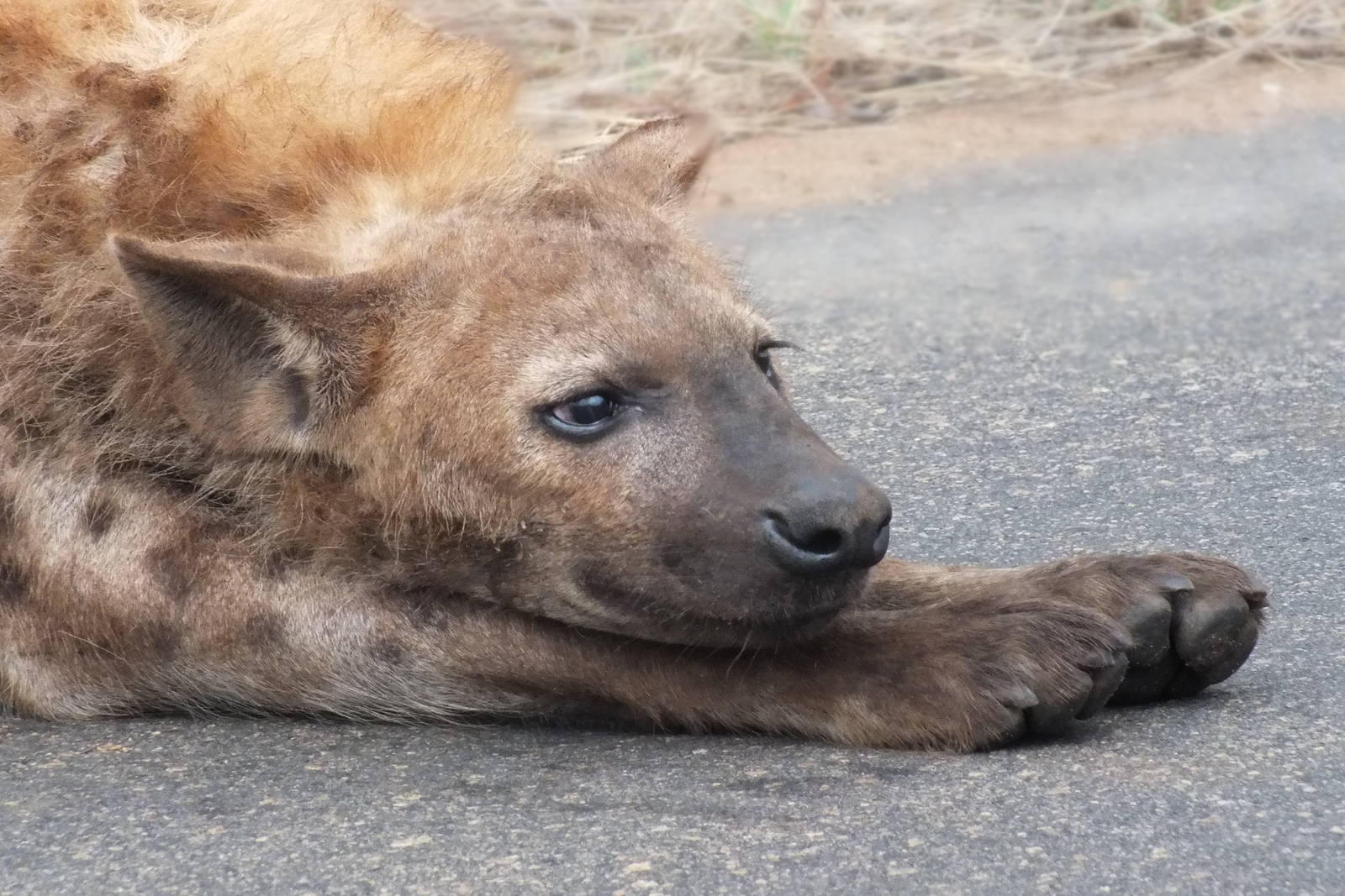 Spotted Hyena