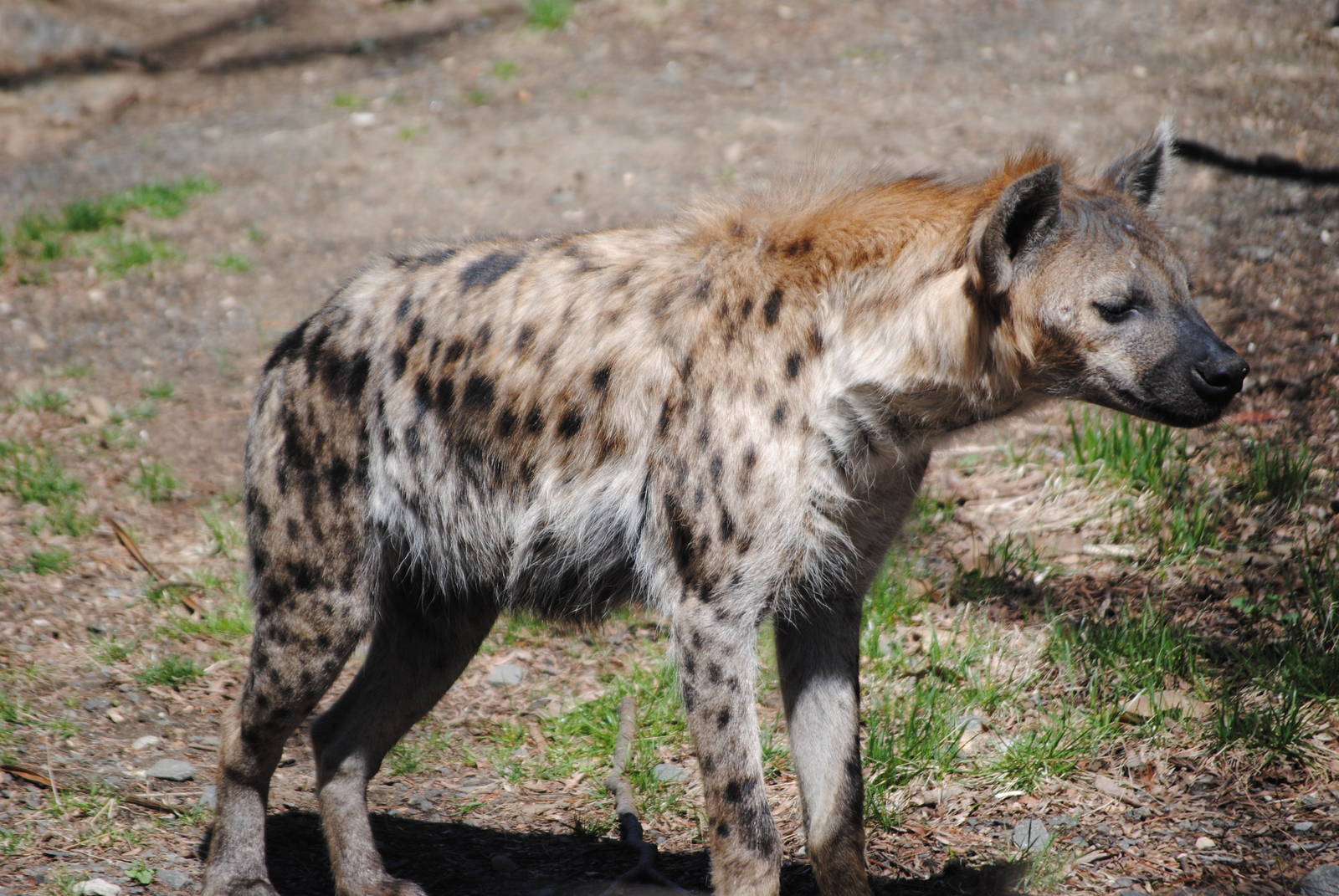 Spotted Hyena