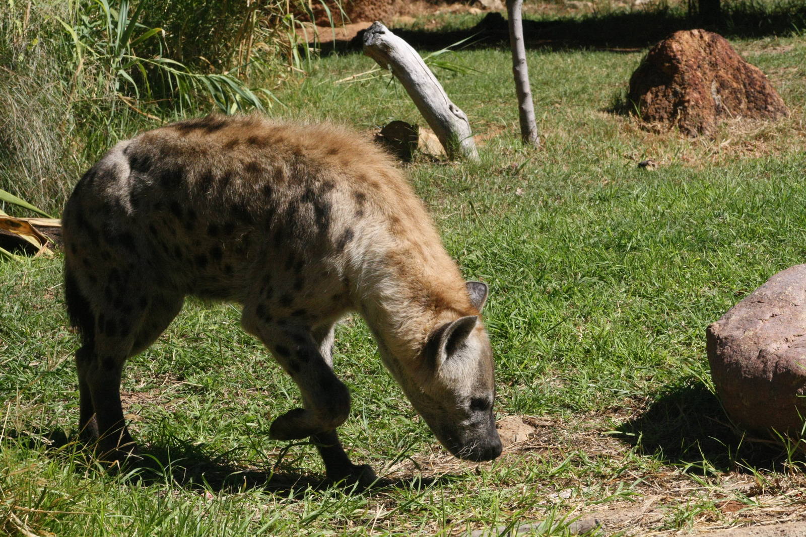 Spotted Hyena.